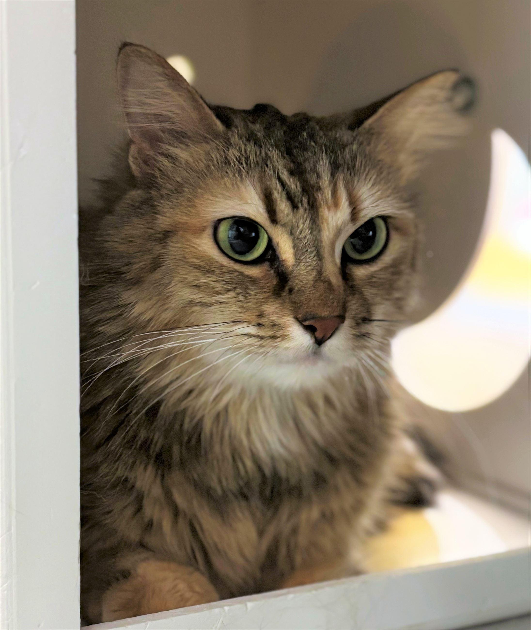 Enlarge Katie, a ADOPTABLE Domestic Long Hair in Iowa City, IA image 1/2