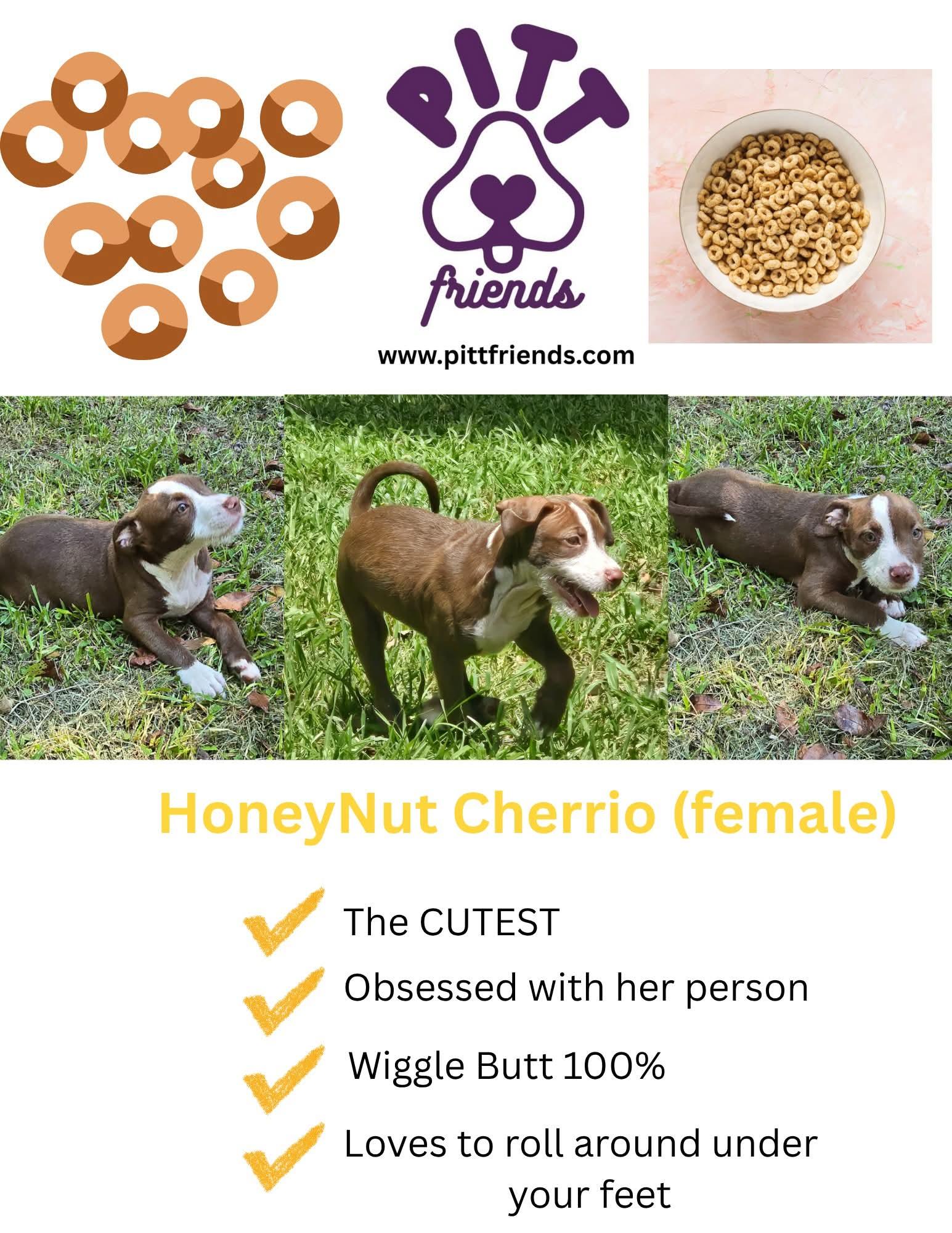 Honeynut Cherrio thumbnail 3