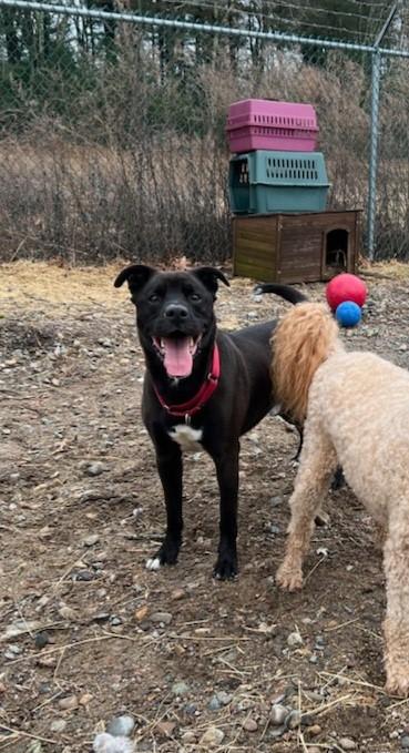 Enlarge Nickerson, a Adoptable mixed breed in North Attleboro, MA image 3/3