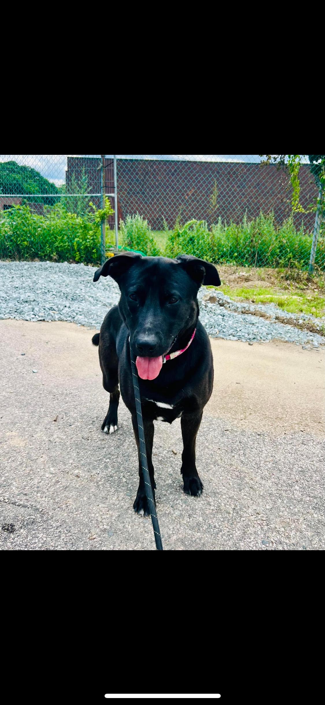 Nickerson, Adoptable, Adult Male Black Labrador Retriever & German Shepherd Dog.