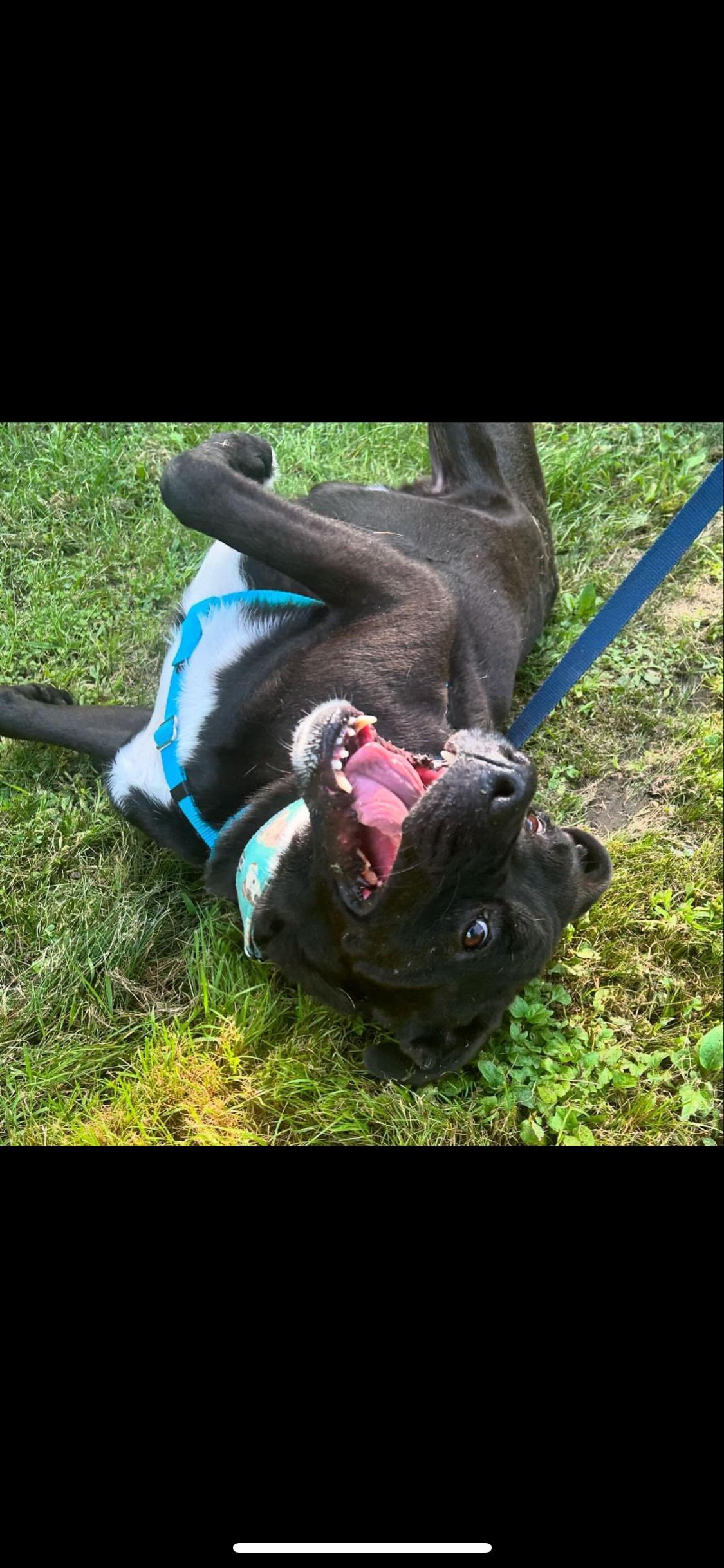 Enlarge Nickerson, a Adoptable mixed breed in North Attleboro, MA image 2/3