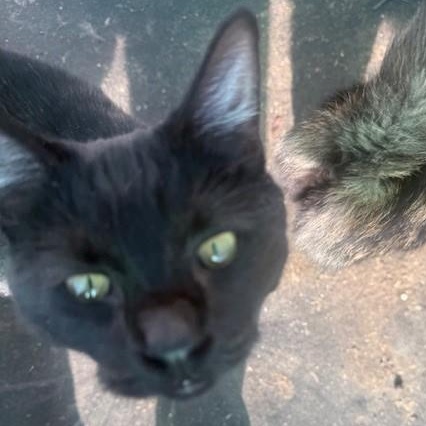 Phoebe, ADOPTABLE, Young Female Domestic Short Hair.