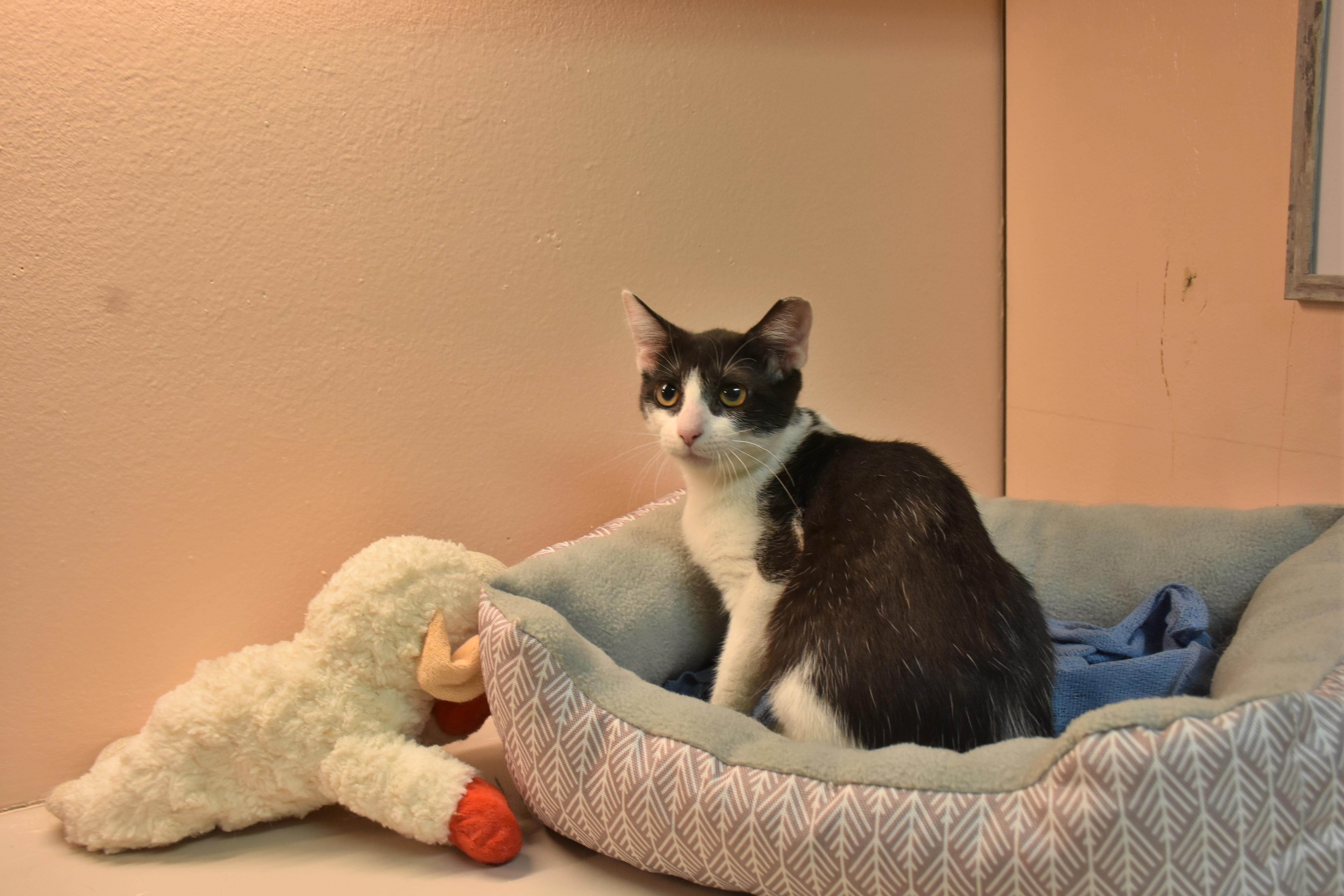 Bob-ett, ADOPTABLE, Young Female Domestic Short Hair.