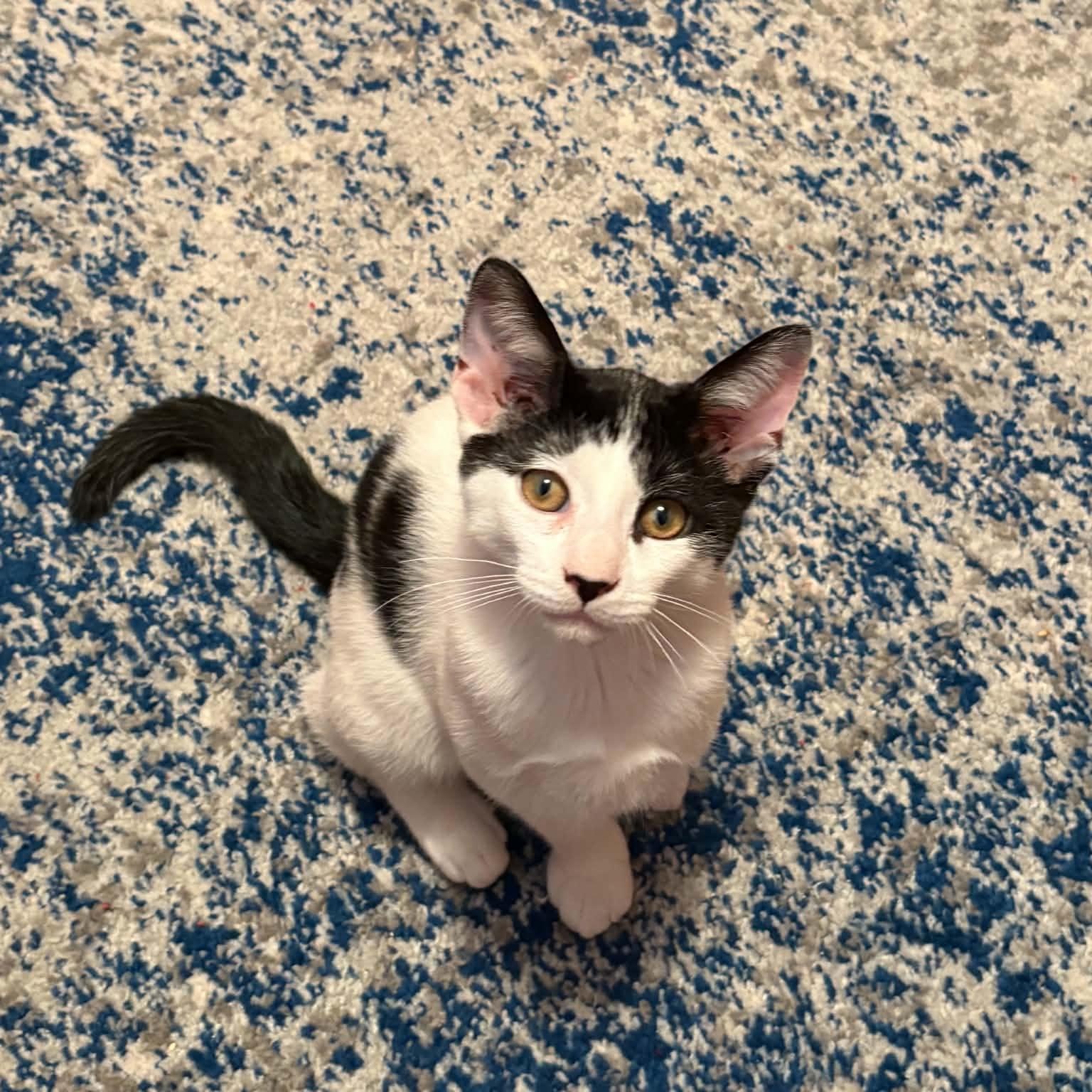 Rubble, ADOPTABLE, Kitten Male Domestic Short Hair.