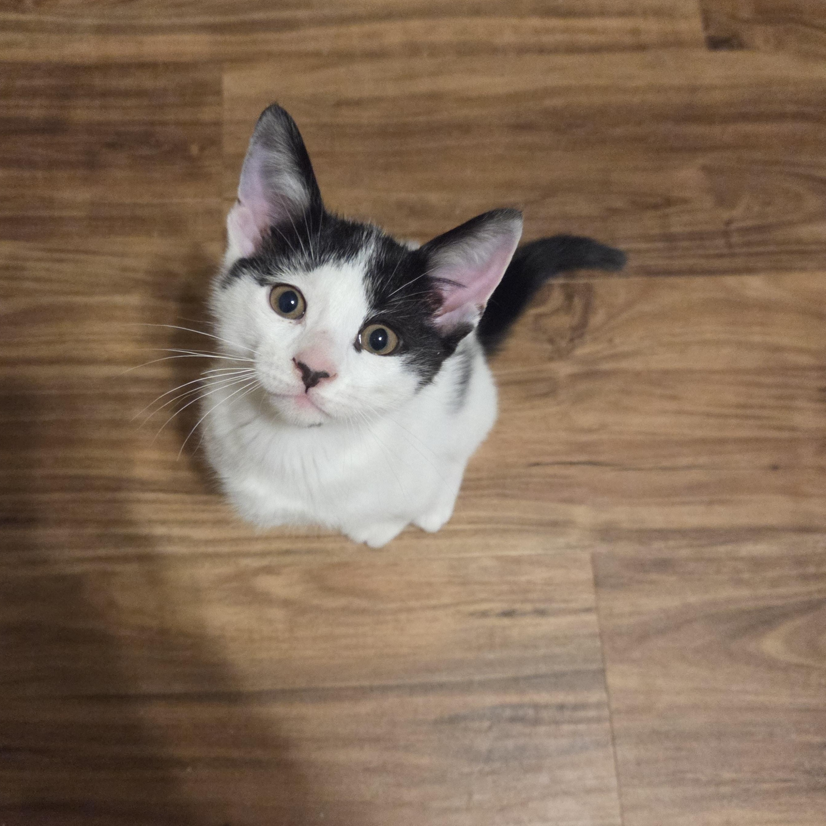 Rubble, a ADOPTABLE Domestic Short Hair in Milwaukee, WI image 2/4