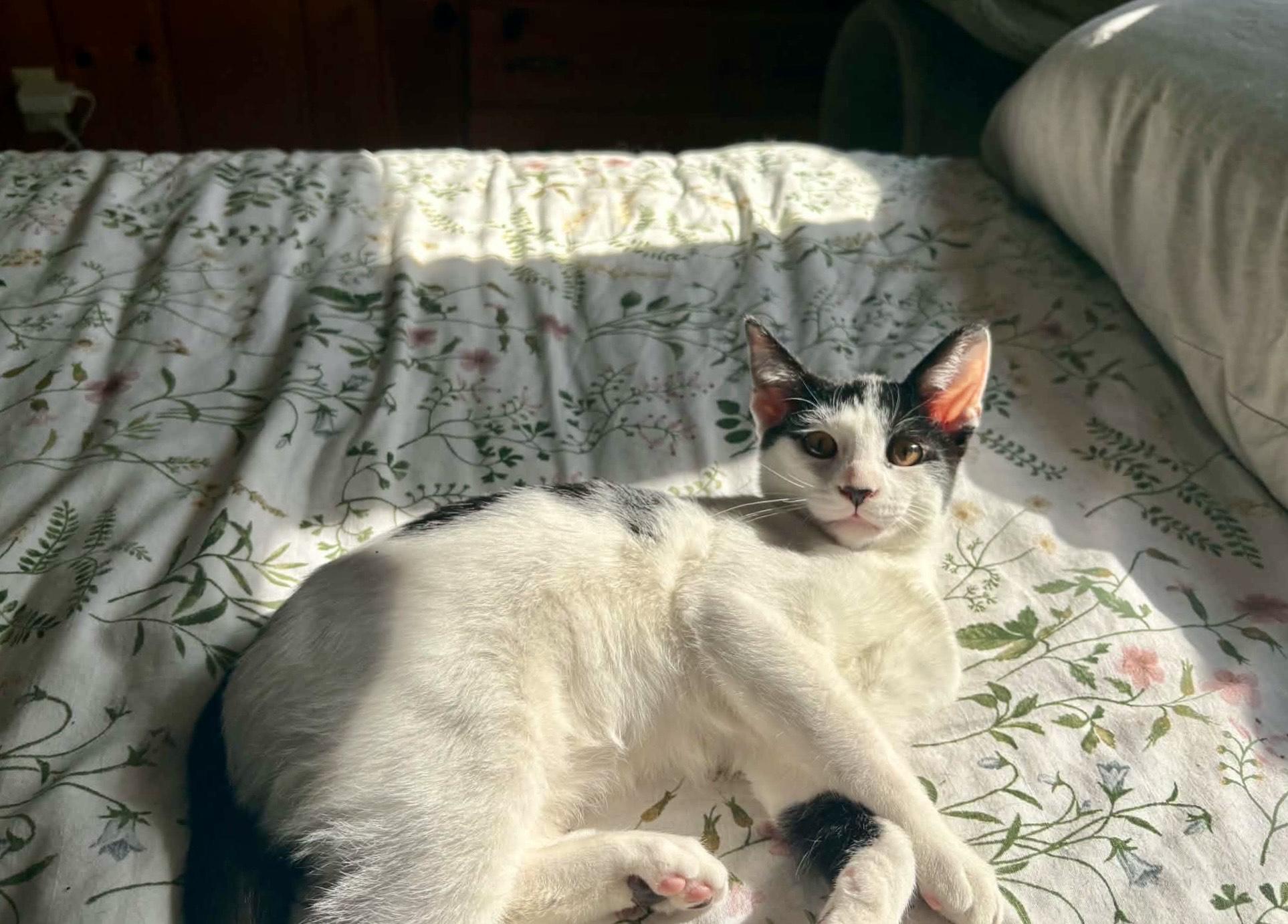 Rubble, a ADOPTABLE Domestic Short Hair in Milwaukee, WI image 6/6