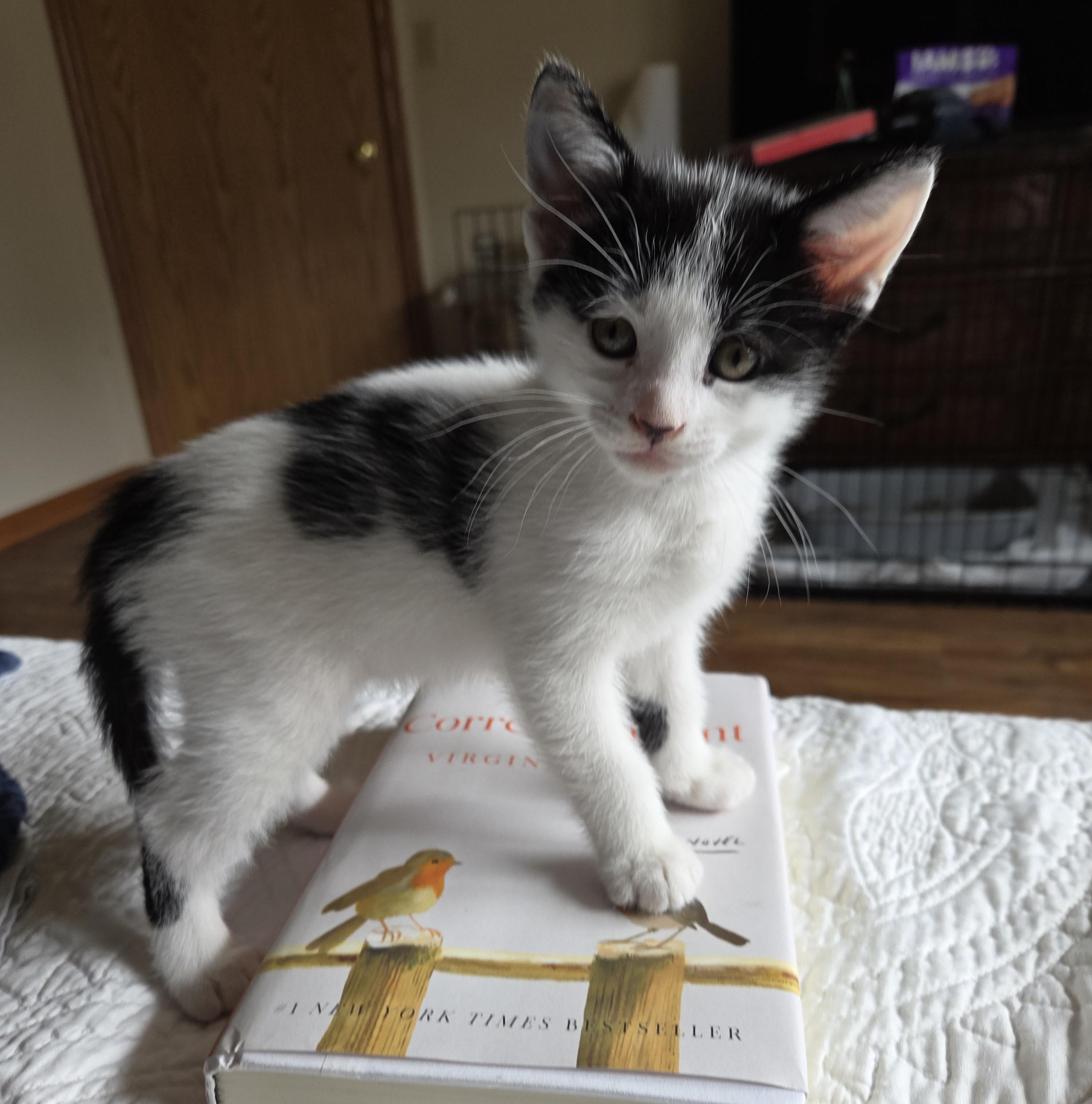 Rubble, a ADOPTABLE Domestic Short Hair in Milwaukee, WI image 1/4