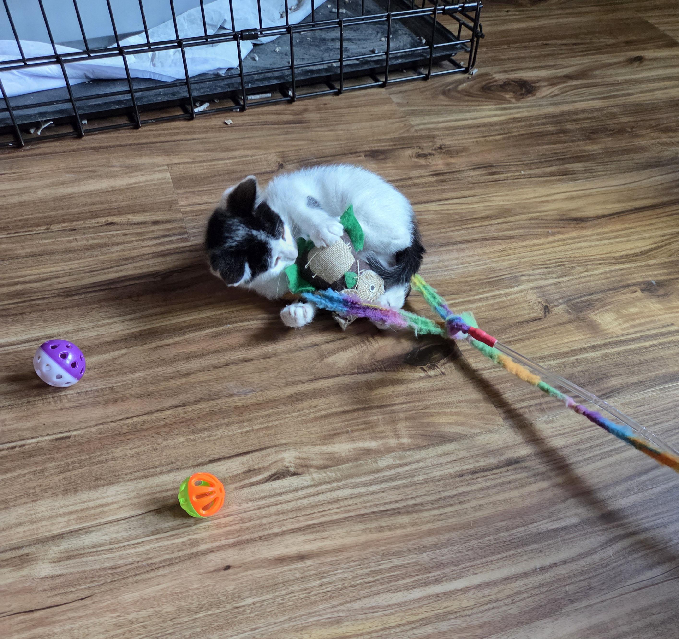 Rubble, a ADOPTABLE Domestic Short Hair in Milwaukee, WI image 4/4