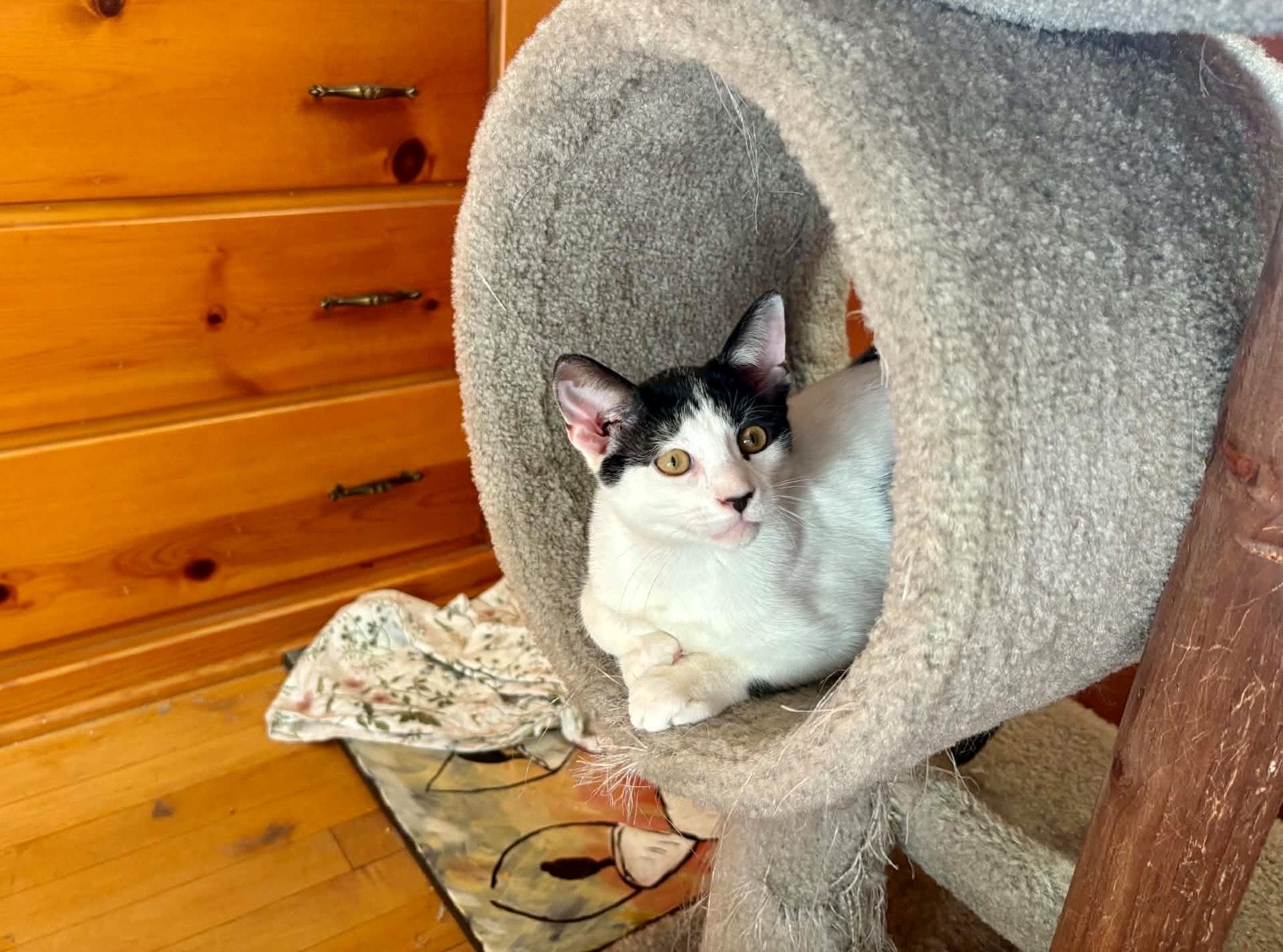 Rubble, a ADOPTABLE Domestic Short Hair in Milwaukee, WI image 5/6