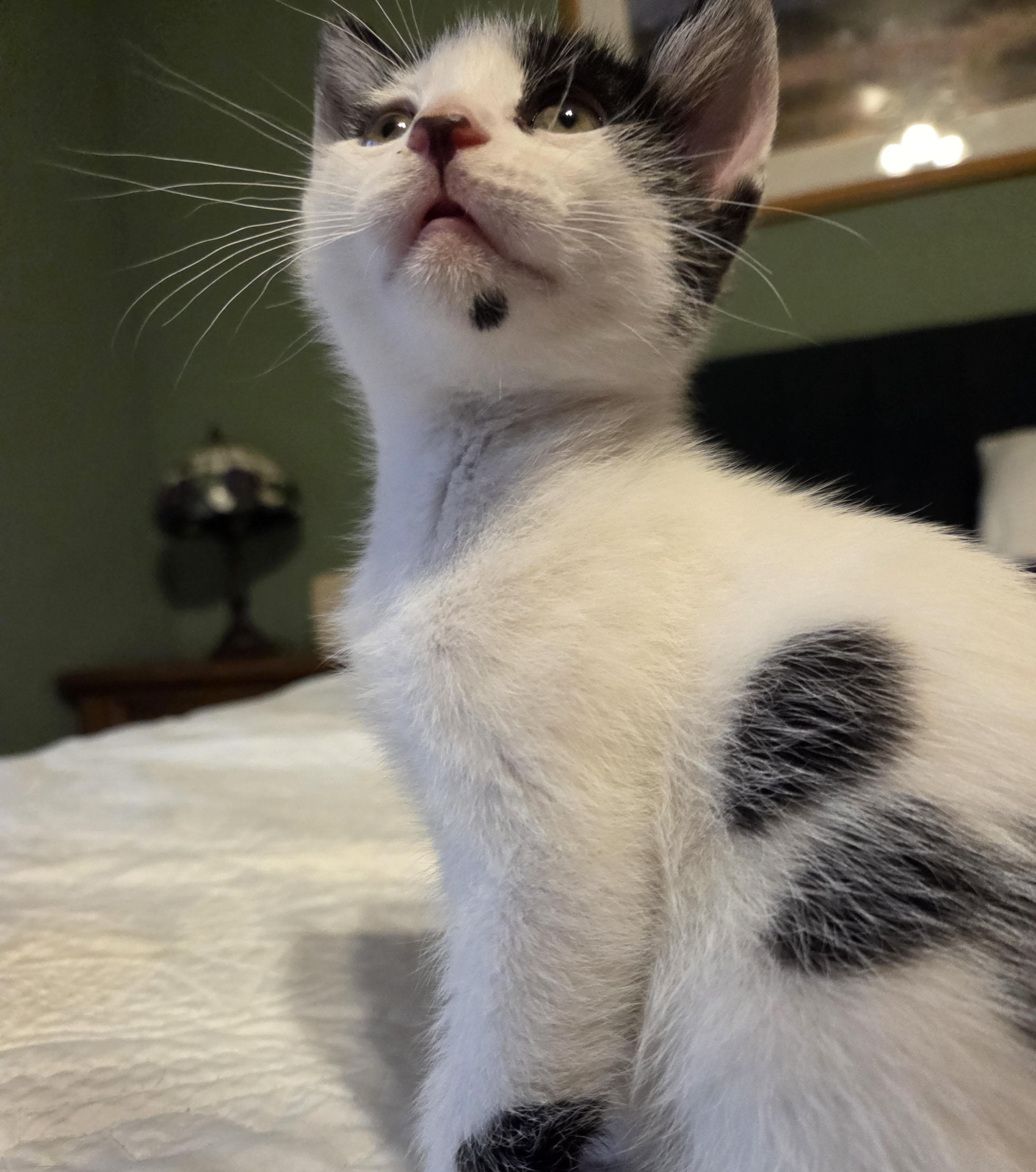 Rubble, a ADOPTABLE Domestic Short Hair in Milwaukee, WI image 3/4
