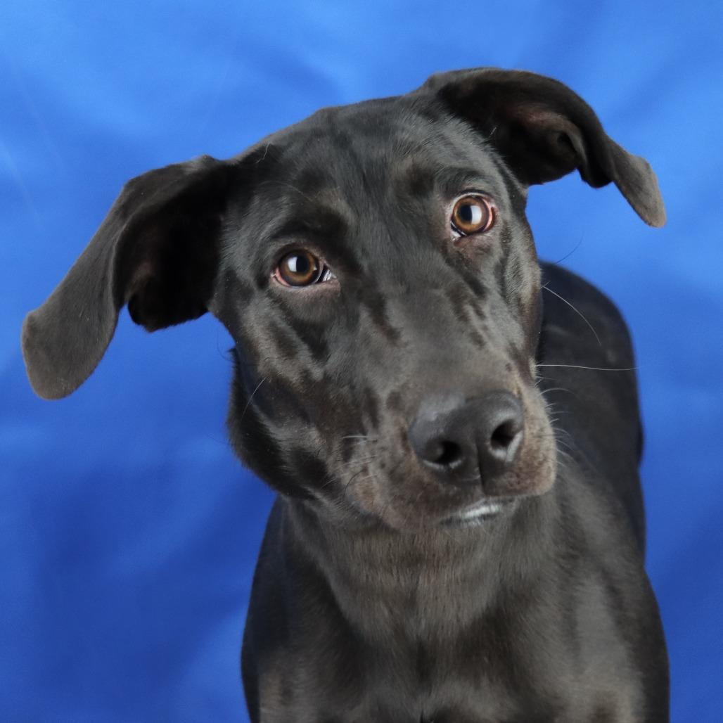 Enlarge Jazzy - 080504T, a Adoptable mixed breed in Tupelo, MS image 2/2