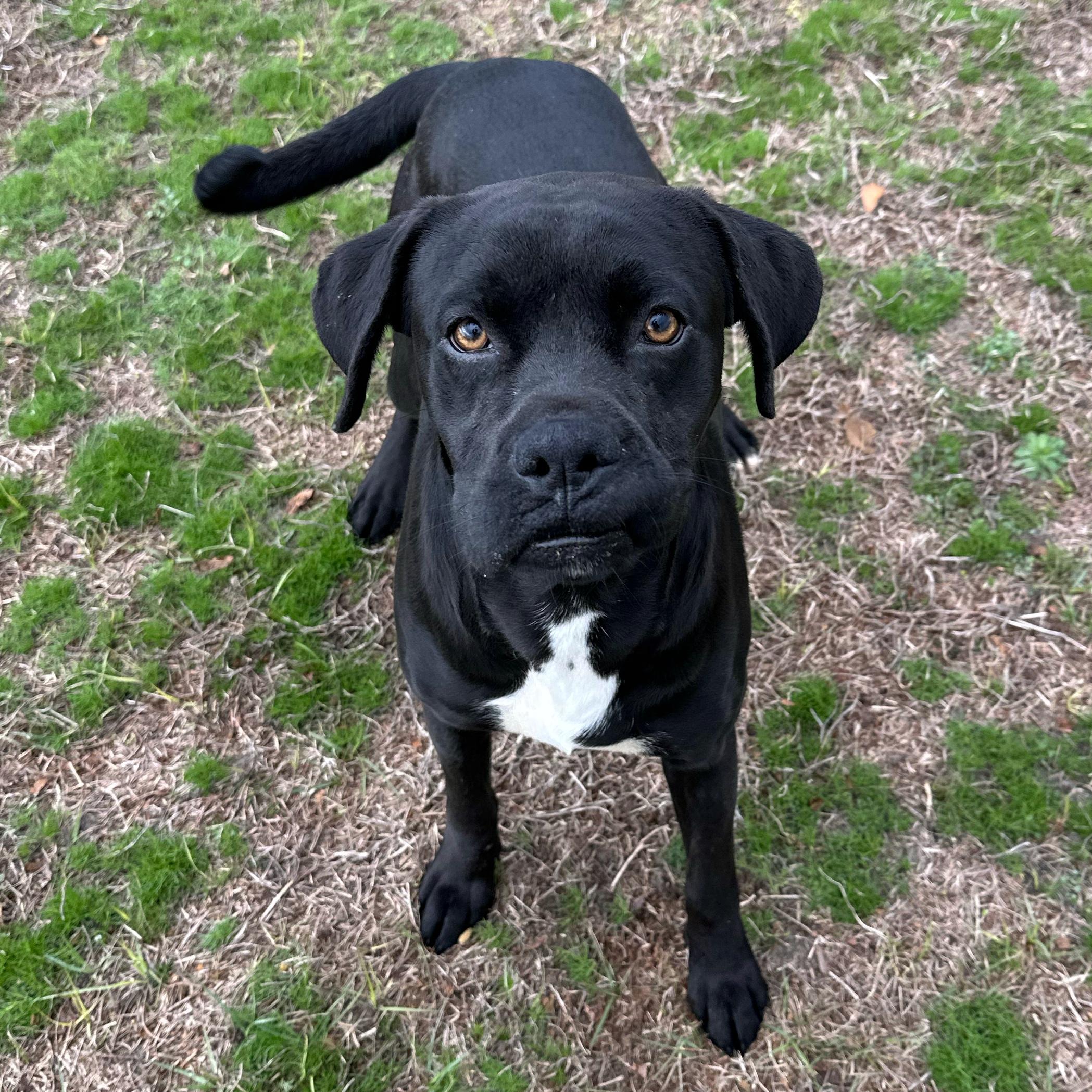 Bruno, adoptable, Young Male Boxer & Labrador Retriever.