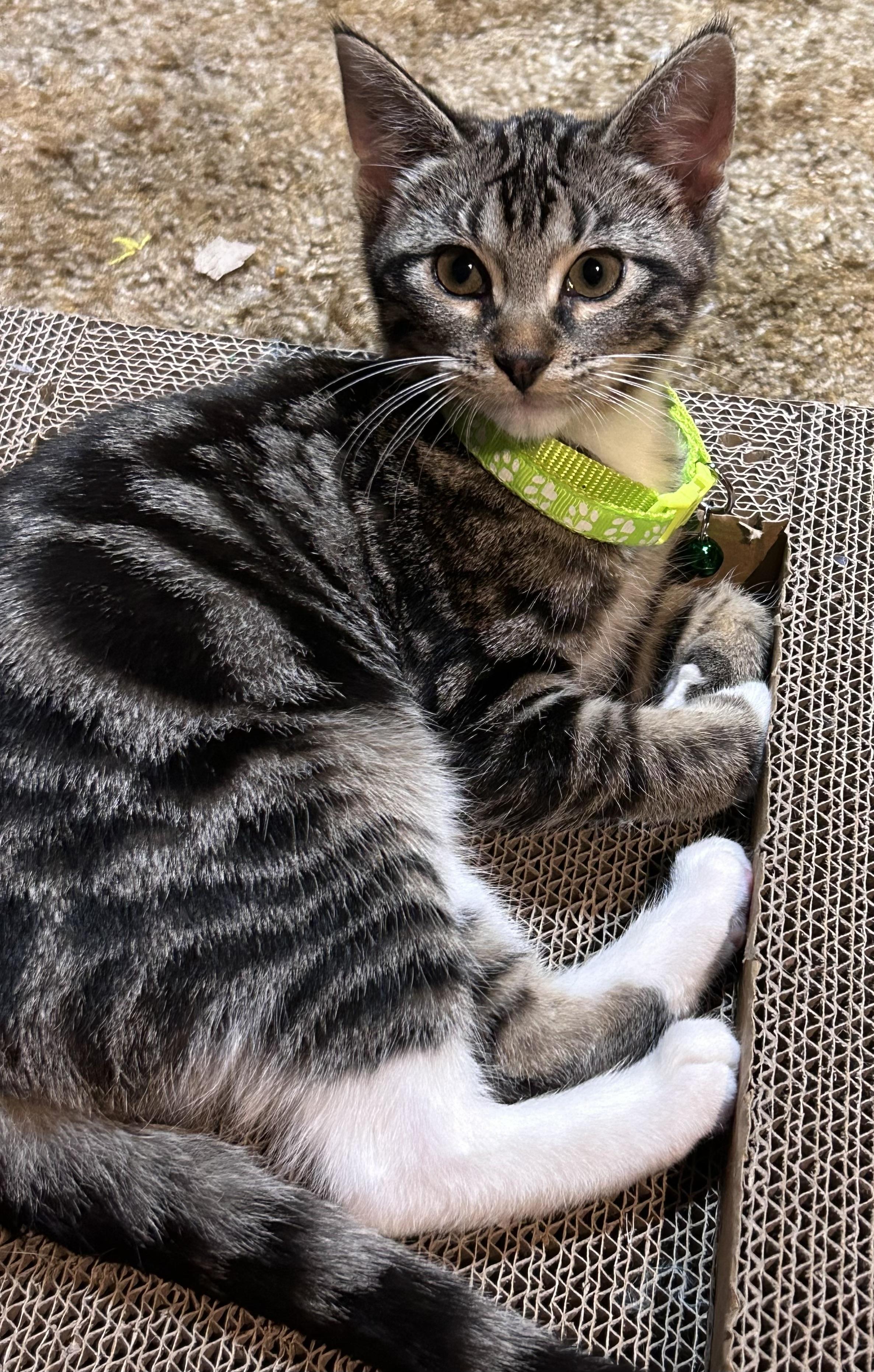 Luna, an adoptable Tabby in Pierre, SD, 57501 | Photo Image 1
