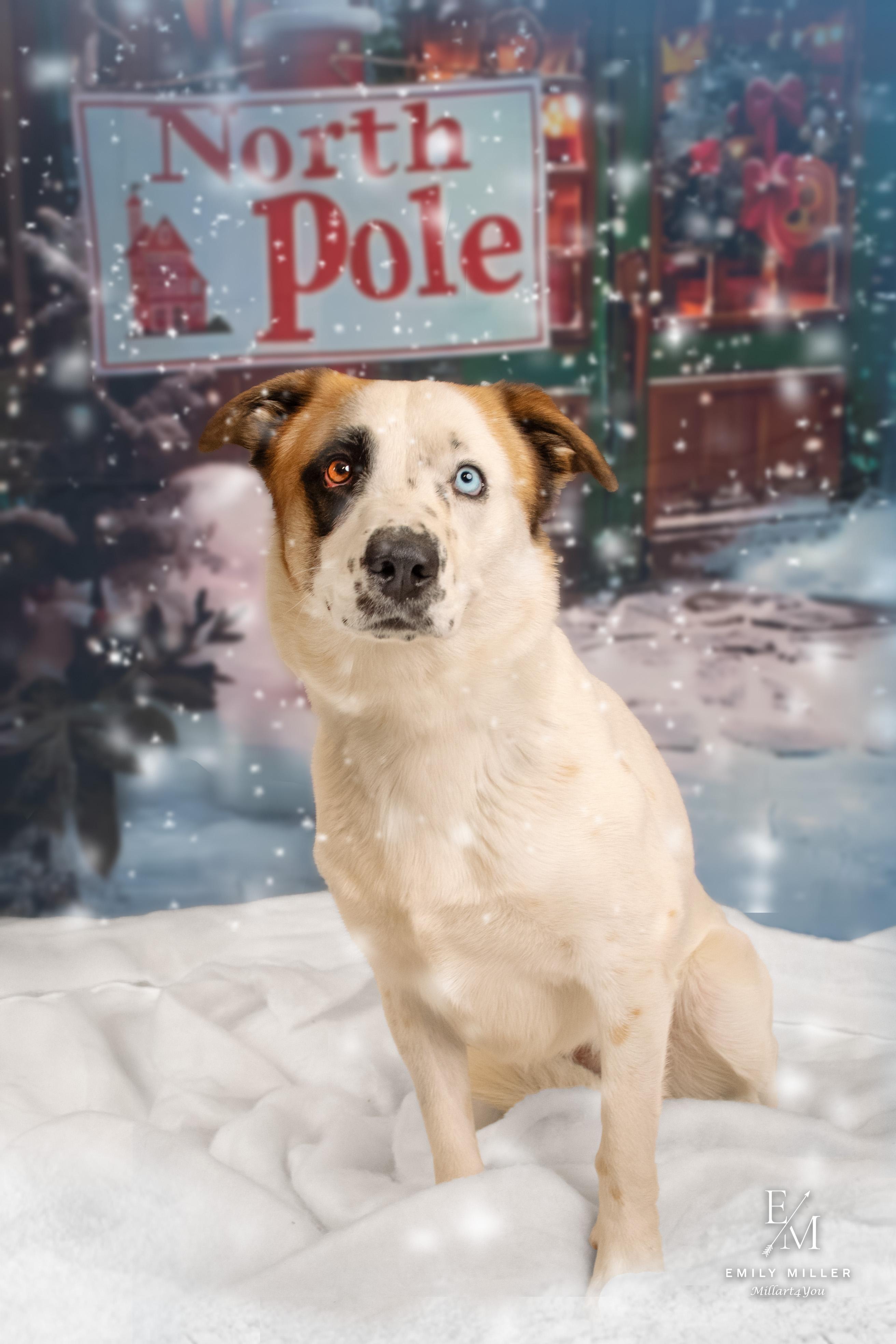 Enlarge Abby, a Adoptable mixed breed in Phoenix, AZ image 3/6