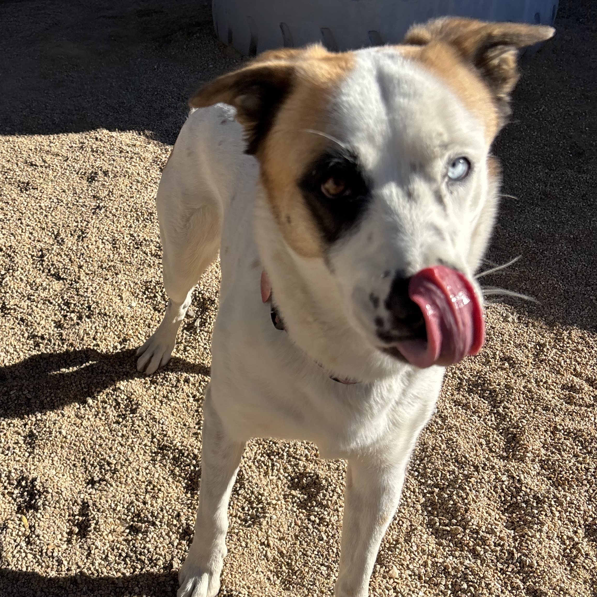 Enlarge Abby, a Adoptable mixed breed in Phoenix, AZ image 2/4