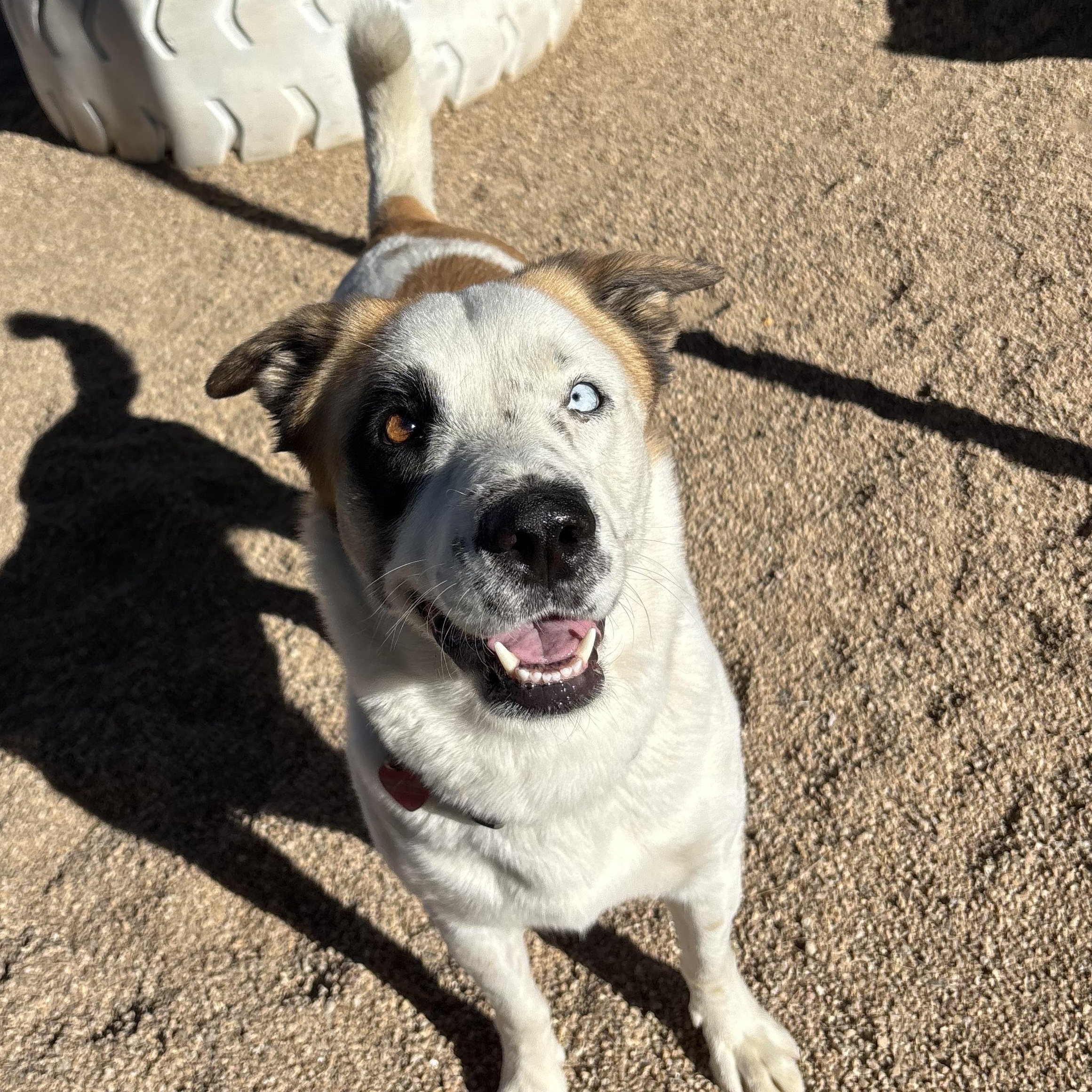 Enlarge Abby, a Adoptable mixed breed in Phoenix, AZ image 3/4