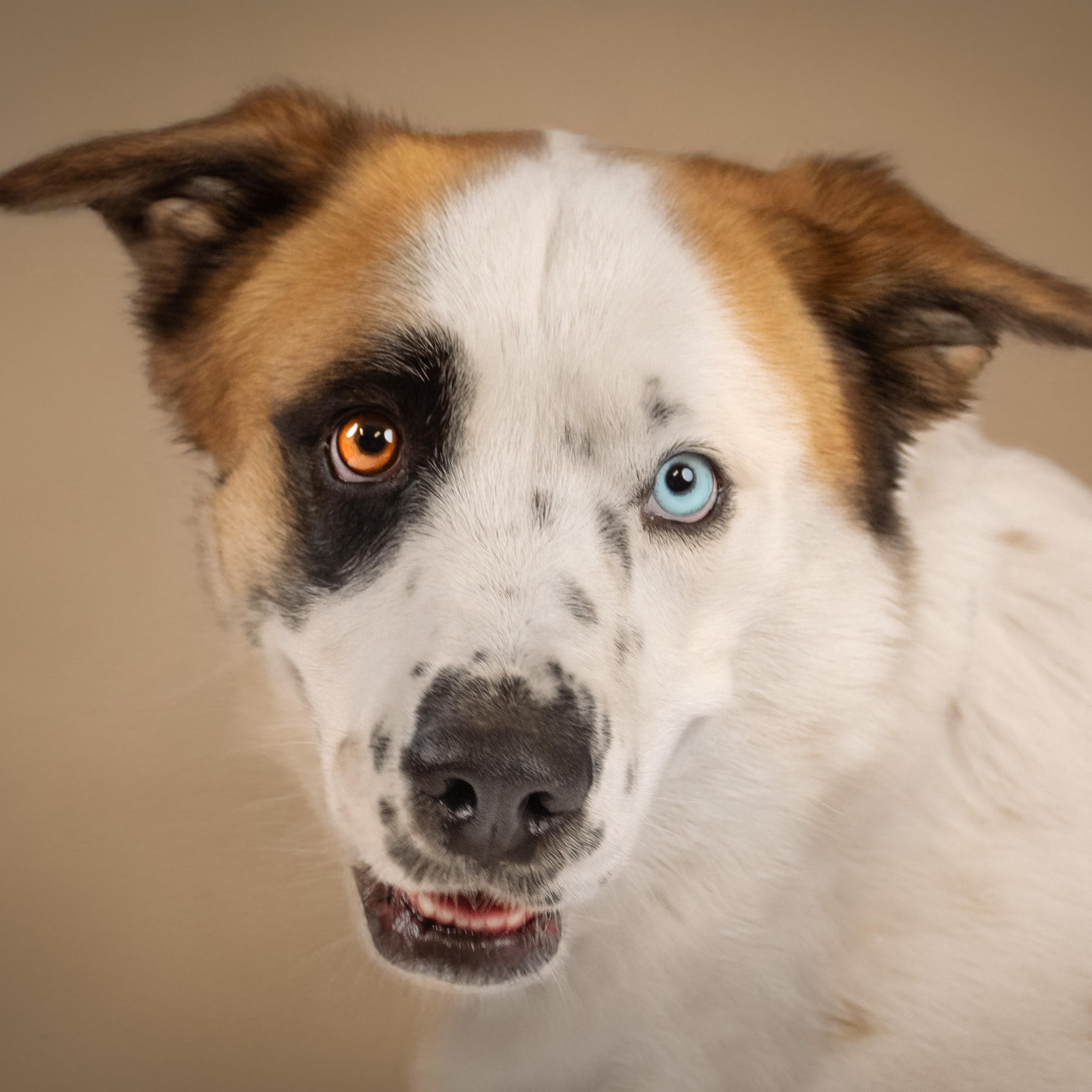 Enlarge Abby, a Adoptable mixed breed in Phoenix, AZ image 2/6