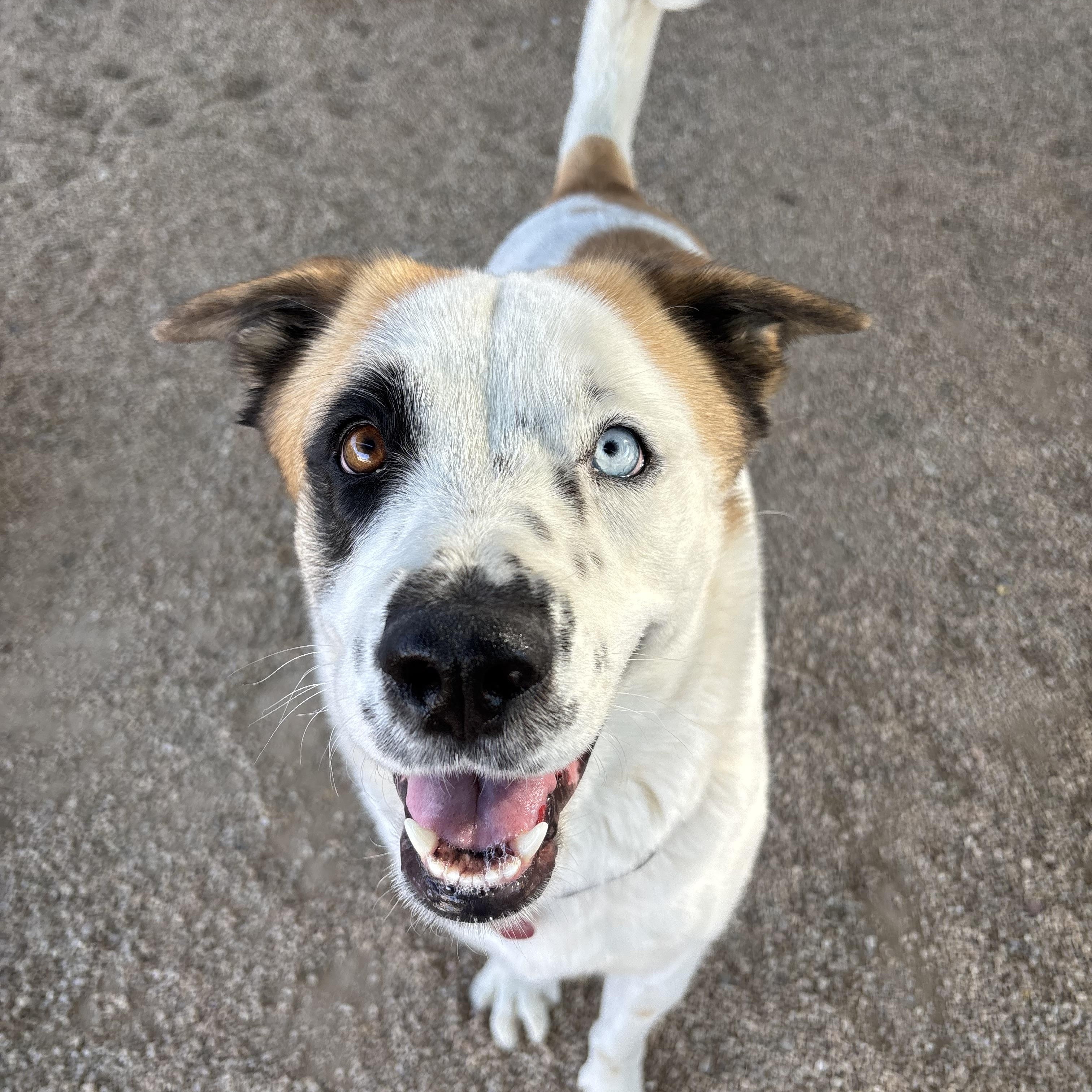 Abby, Adoptable, Adult Female Australian Shepherd.