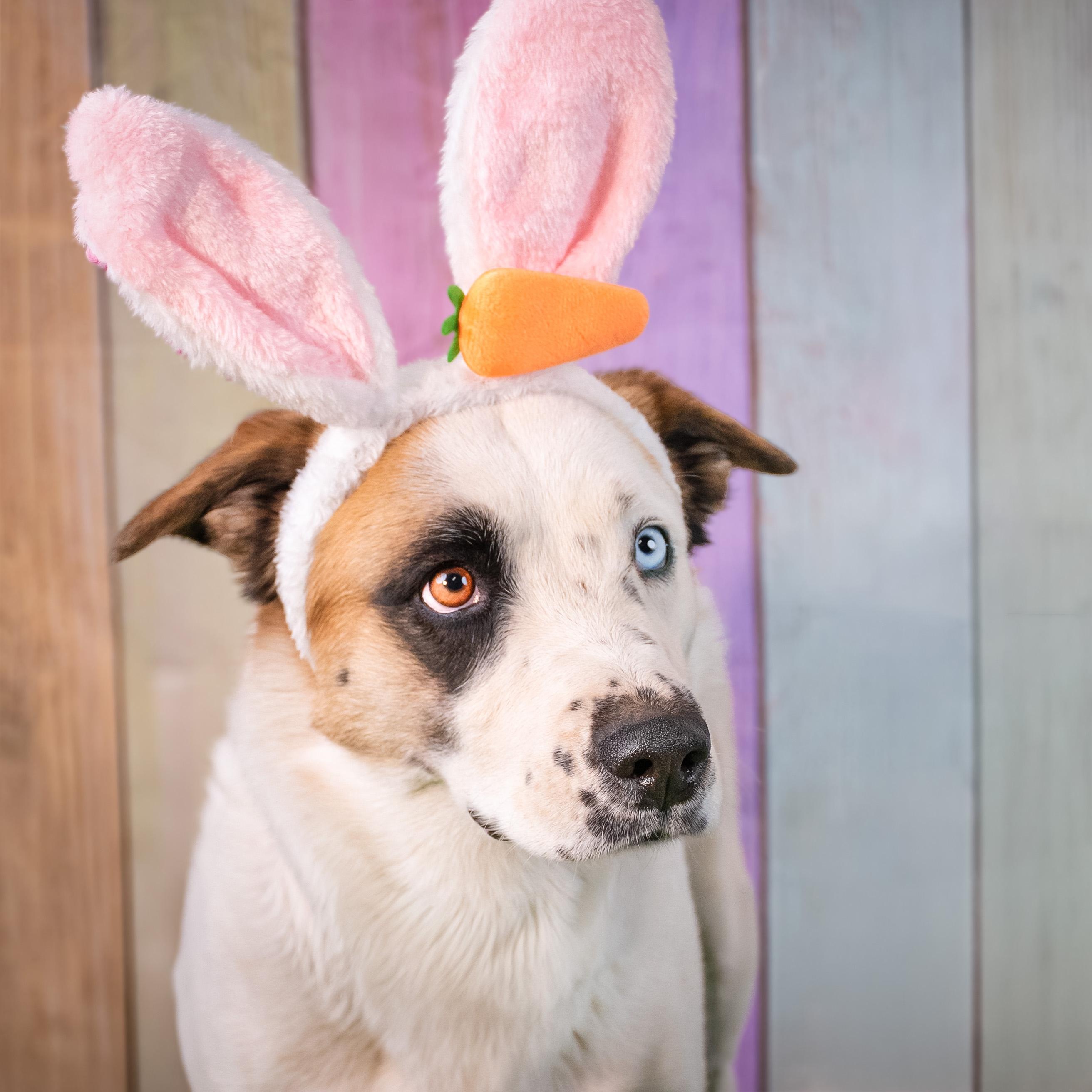 Abby, Adoptable, Adult Female Australian Shepherd.