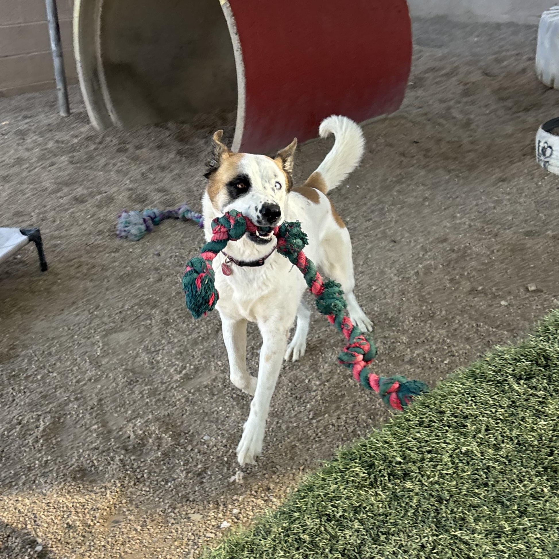 Abby — thumbnail 6