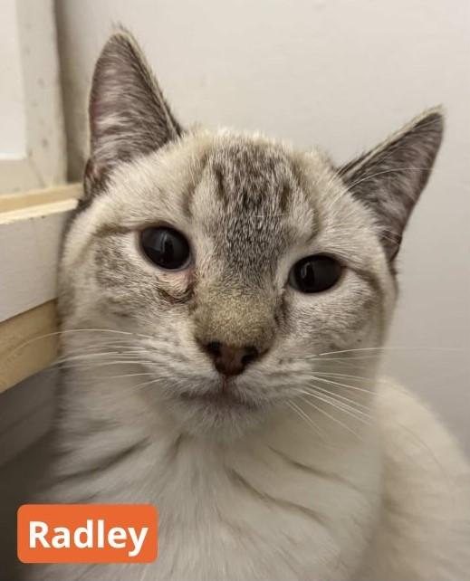 Radley, adopted, Young Male Domestic Short Hair.