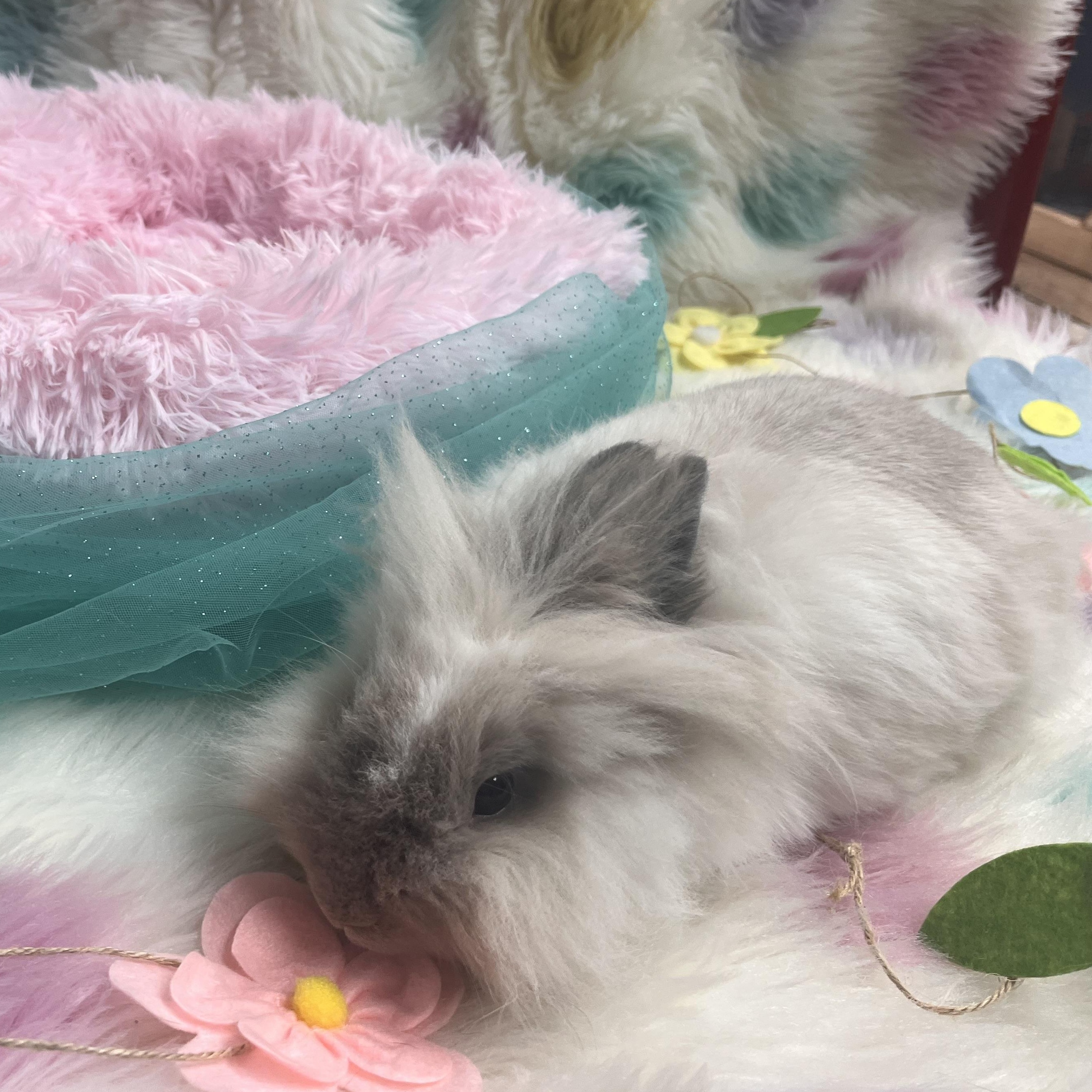 Tilly, adoptable, Young Female Lionhead.