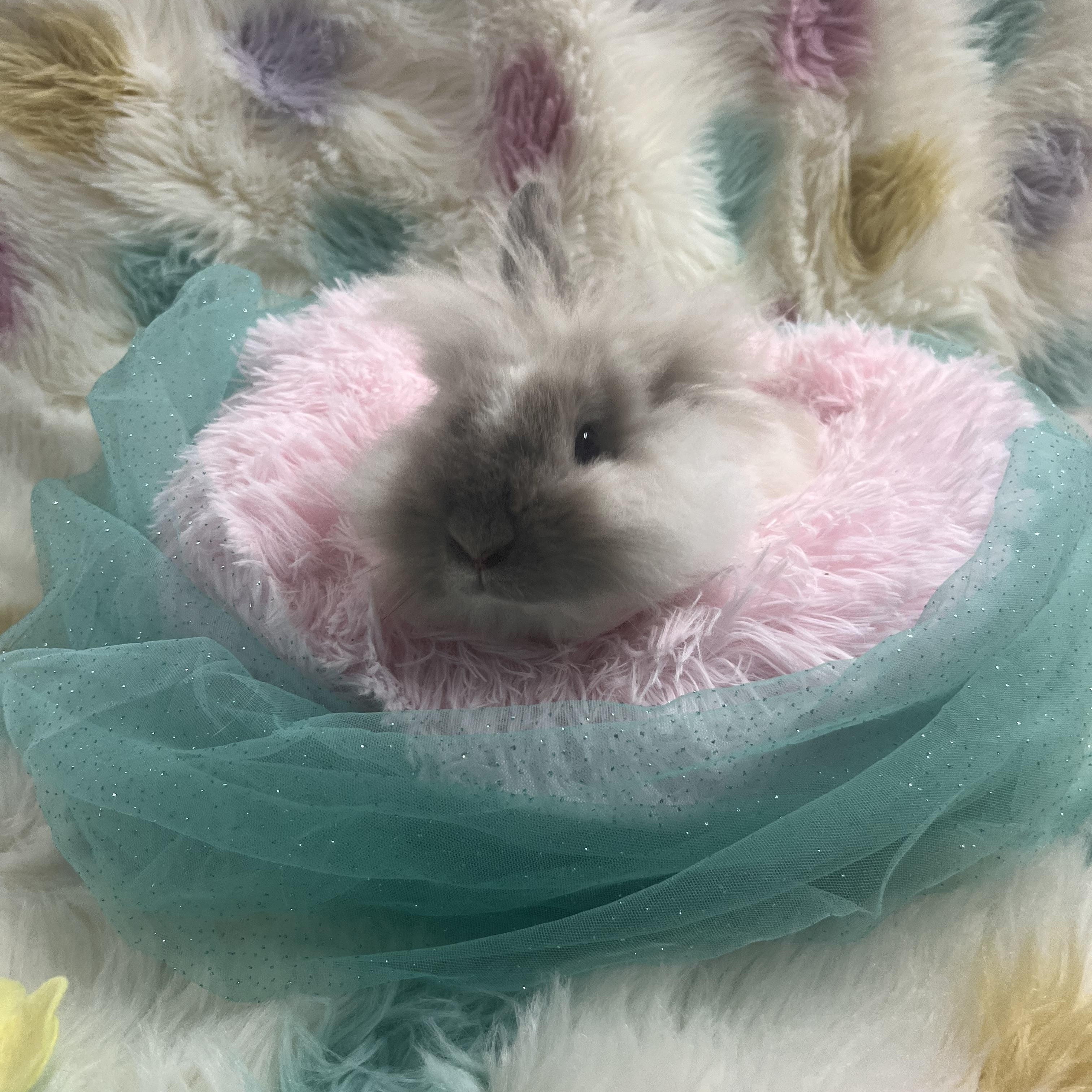 Enlarge Tilly, an adoptable Lionhead in Jefferson, LA image 2/2