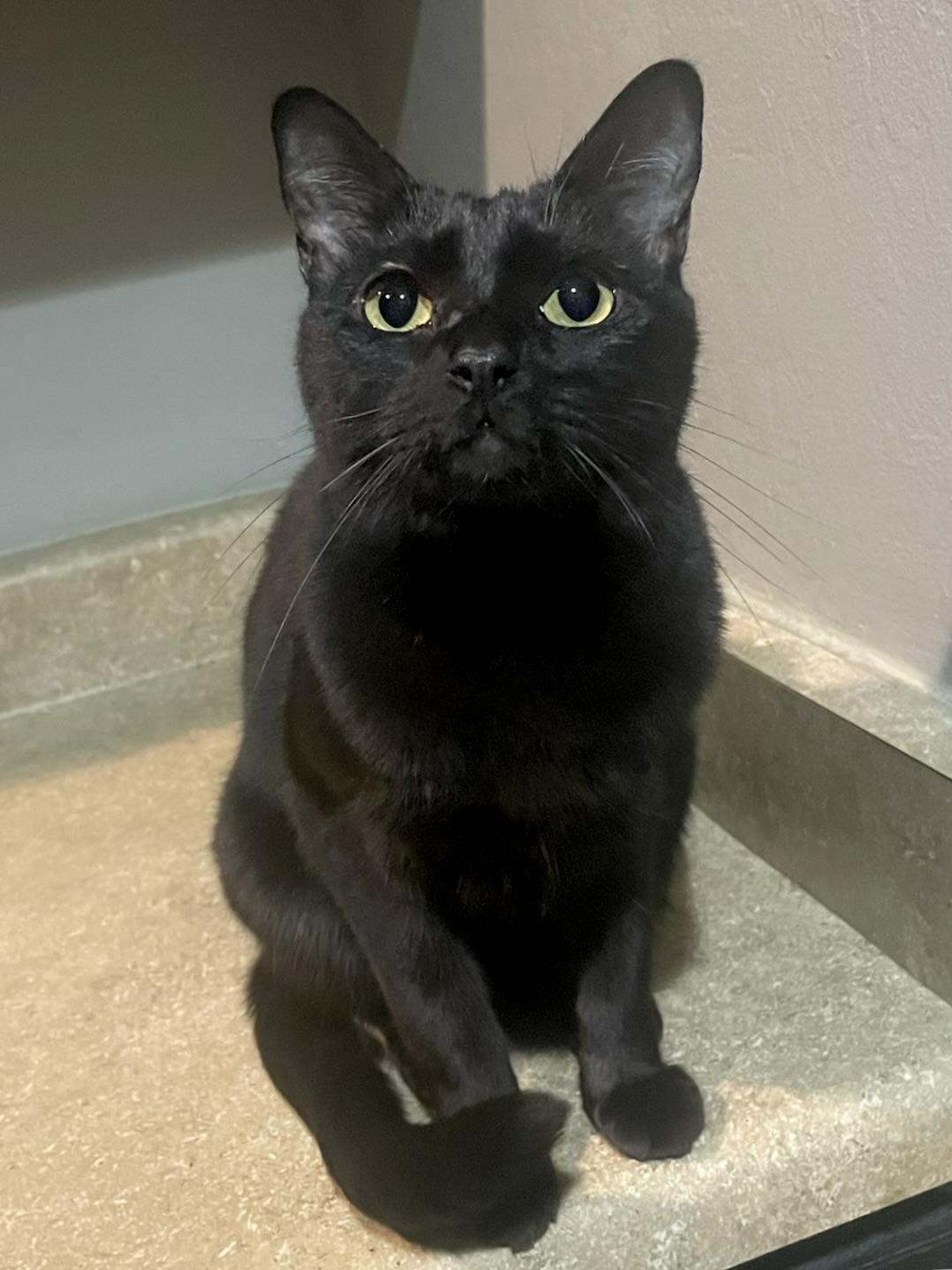 Twig, a Adoptable Domestic Short Hair in Goodyear, AZ image 2/3