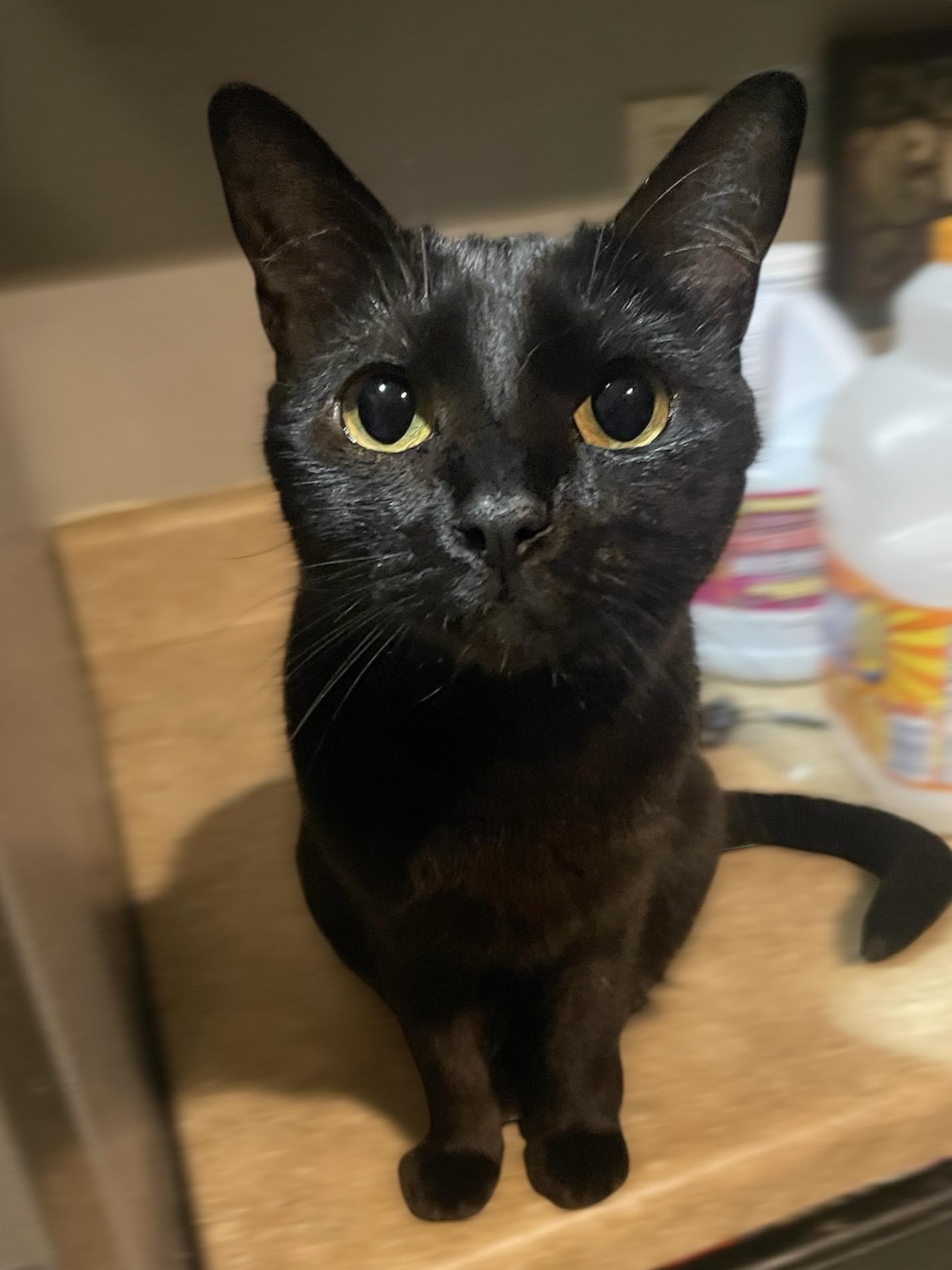 Twig, a Adoptable Domestic Short Hair in Goodyear, AZ image 3/3