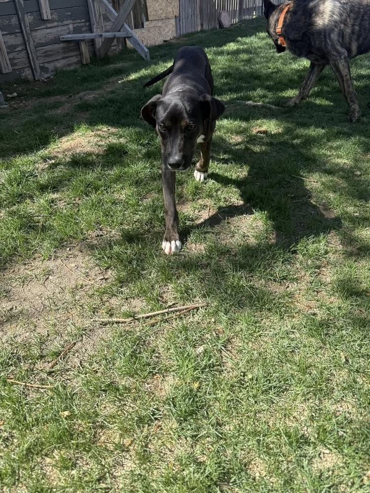 Astrid, Adoptable, Young Female Coonhound & Mixed Breed.