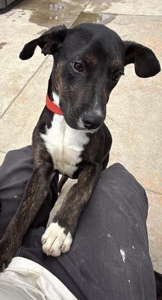 Enlarge Astrid, a Adoptable mixed breed in Colorado Springs, CO image 2/4