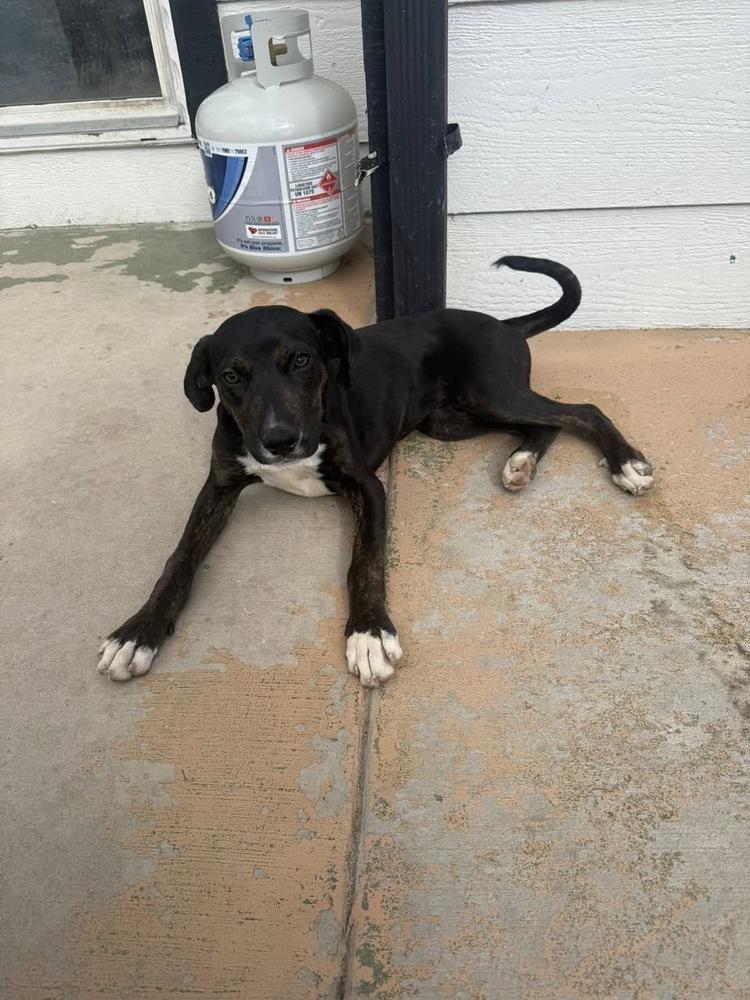 Enlarge Astrid, a Adoptable mixed breed in Colorado Springs, CO image 3/4