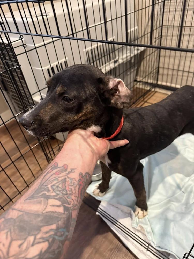 Enlarge Astrid, a Adoptable mixed breed in Colorado Springs, CO image 4/4