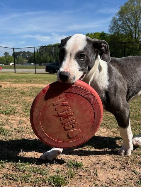 Enlarge Nora Jane, a Adoptable mixed breed in Alpharetta, GA image 5/6