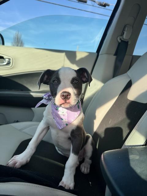 Enlarge Nora Jane, a Adoptable mixed breed in Alpharetta, GA image 3/6