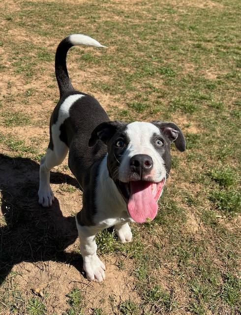 Enlarge Nora Jane, a Adoptable mixed breed in Alpharetta, GA image 6/6