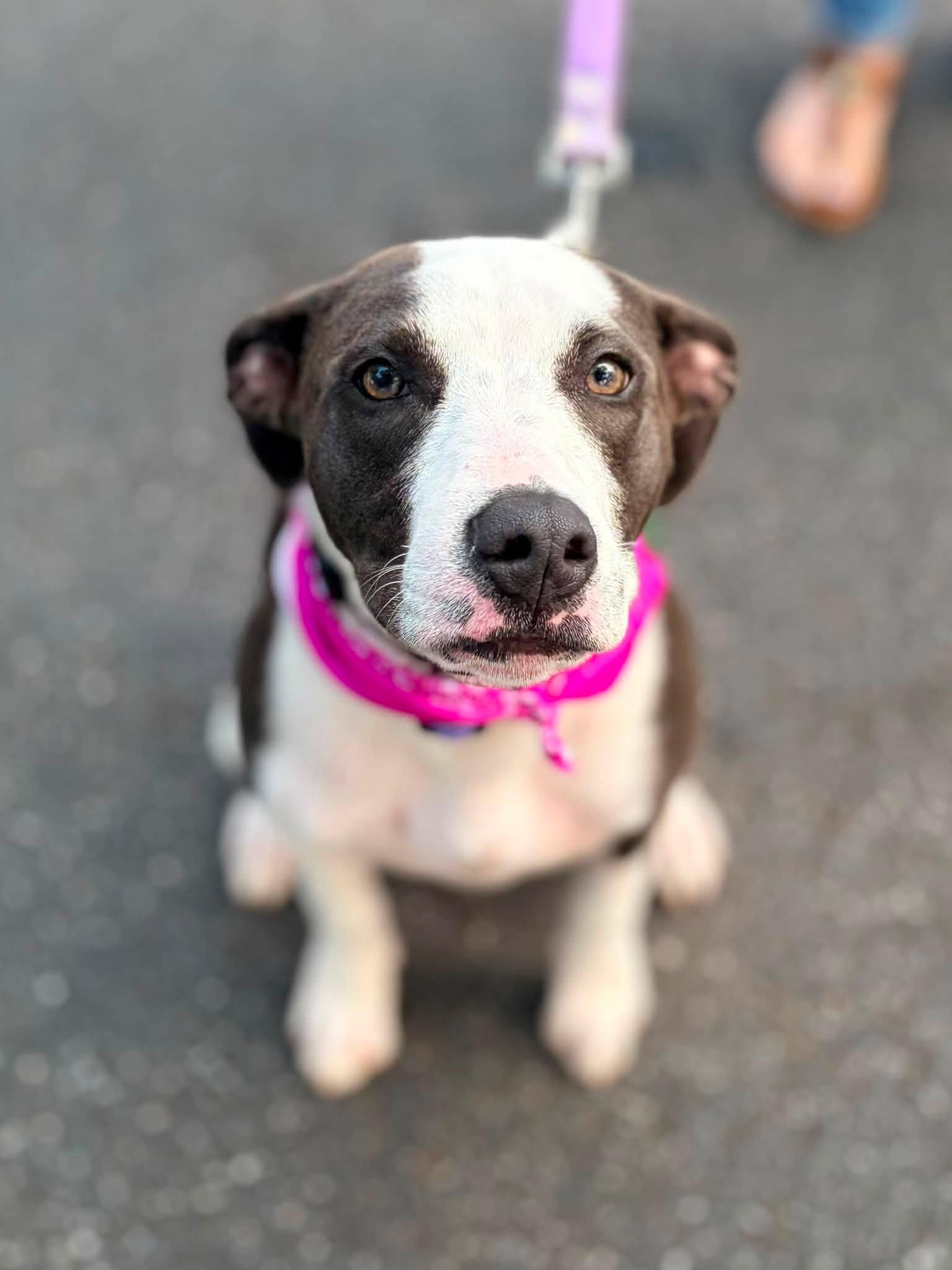 Enlarge Nora Jane, a Adoptable mixed breed in Alpharetta, GA image 1/6