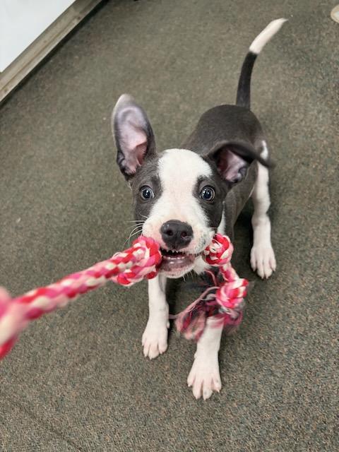 Enlarge Nora Jane, a Adoptable mixed breed in Alpharetta, GA image 2/6