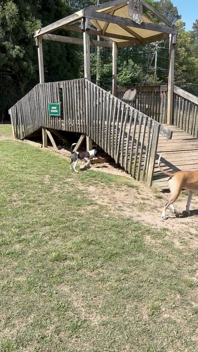 Enlarge Nora Jane, a Adoptable mixed breed in Alpharetta, GA video 4/6