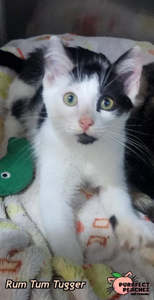 Enlarge Rum Tum Tugger, a Adoptable mixed breed in Douglasville, GA image 1/2