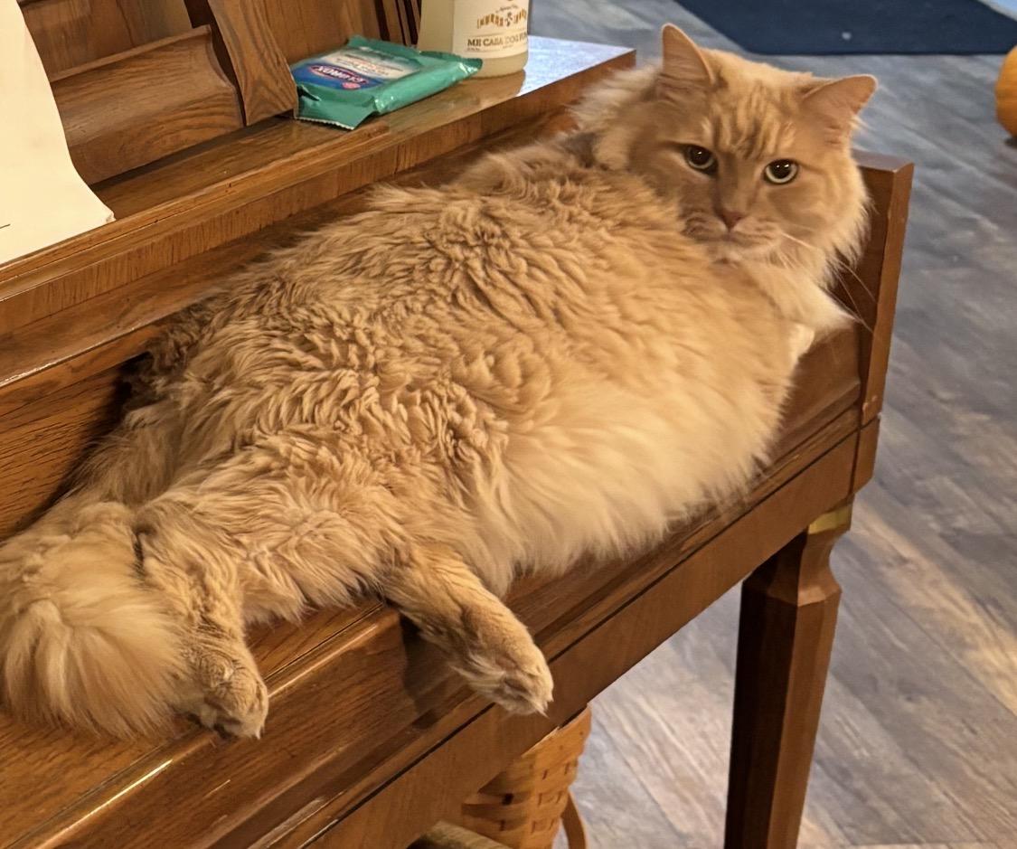 Enlarge MD - CP Simba, an adopted mixed breed in Hughesville, MD image 1/1