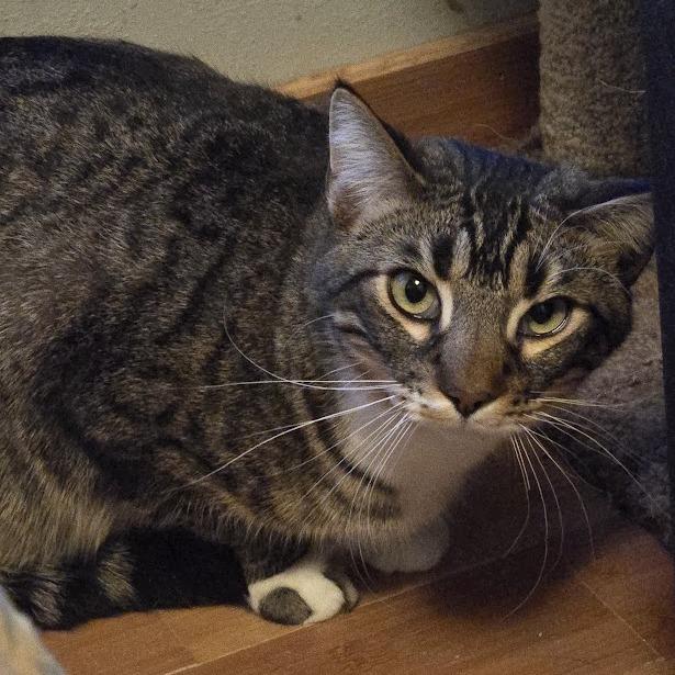 Ricky, Adoptable, Adult Male Domestic Short Hair.