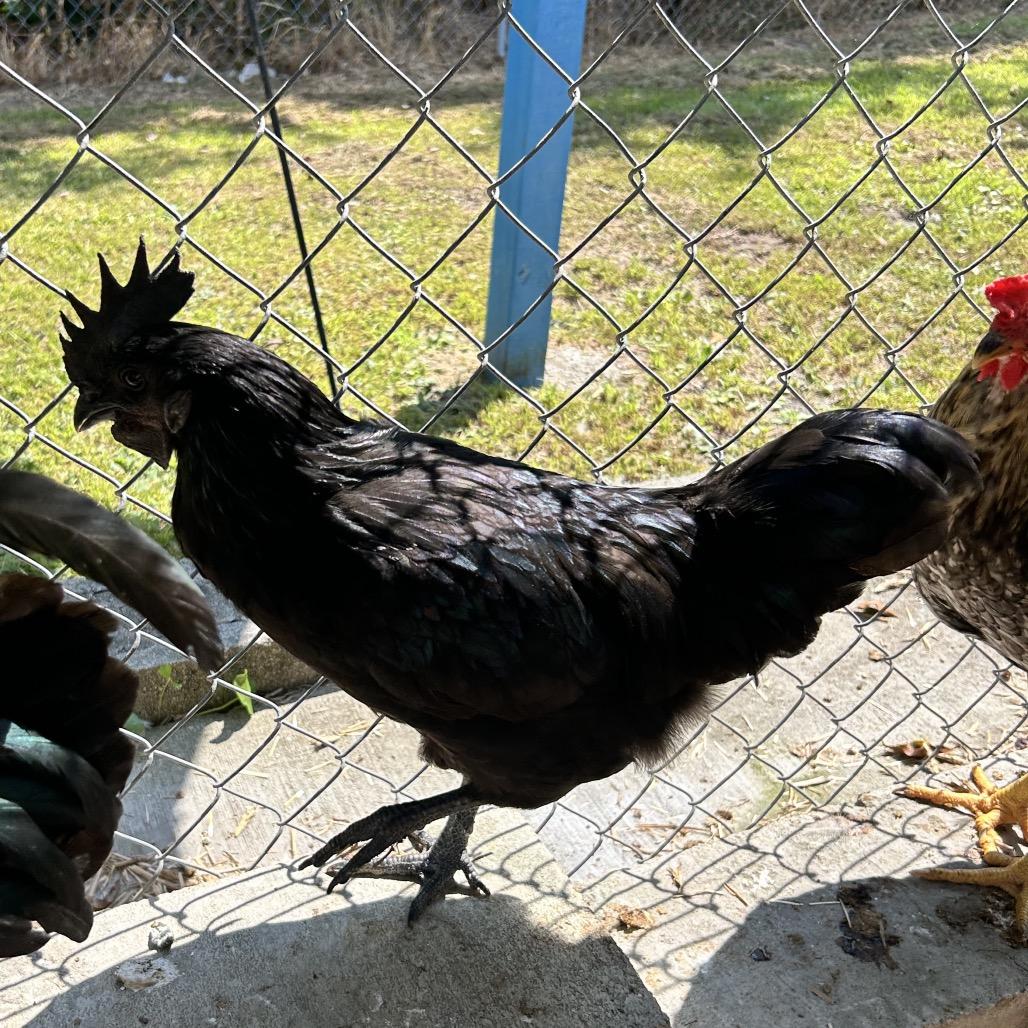Enlarge Bobby, a Adoptable Chicken in Newport, NC image 1/3