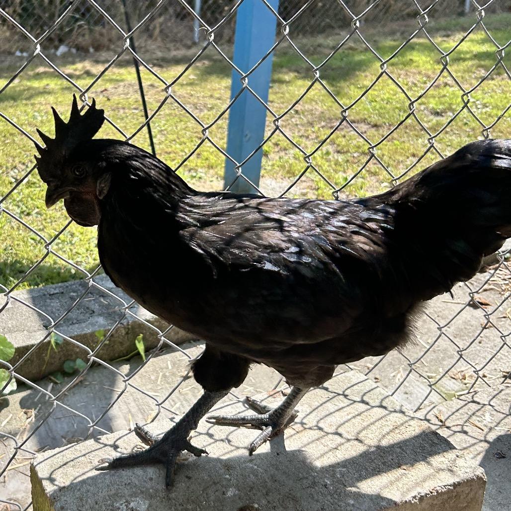 Enlarge Bobby, a Adoptable Chicken in Newport, NC image 2/3