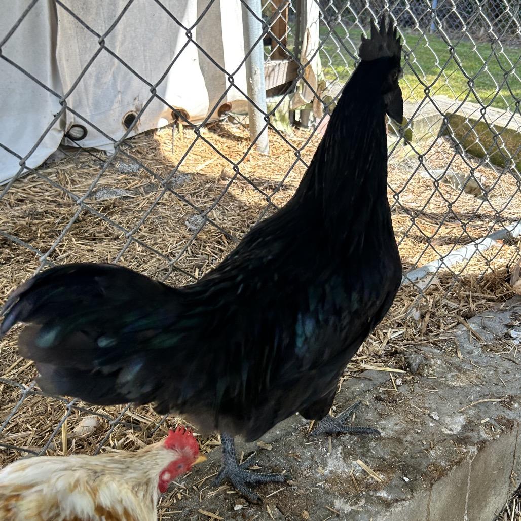 Enlarge Bobby, a Adoptable Chicken in Newport, NC image 3/3