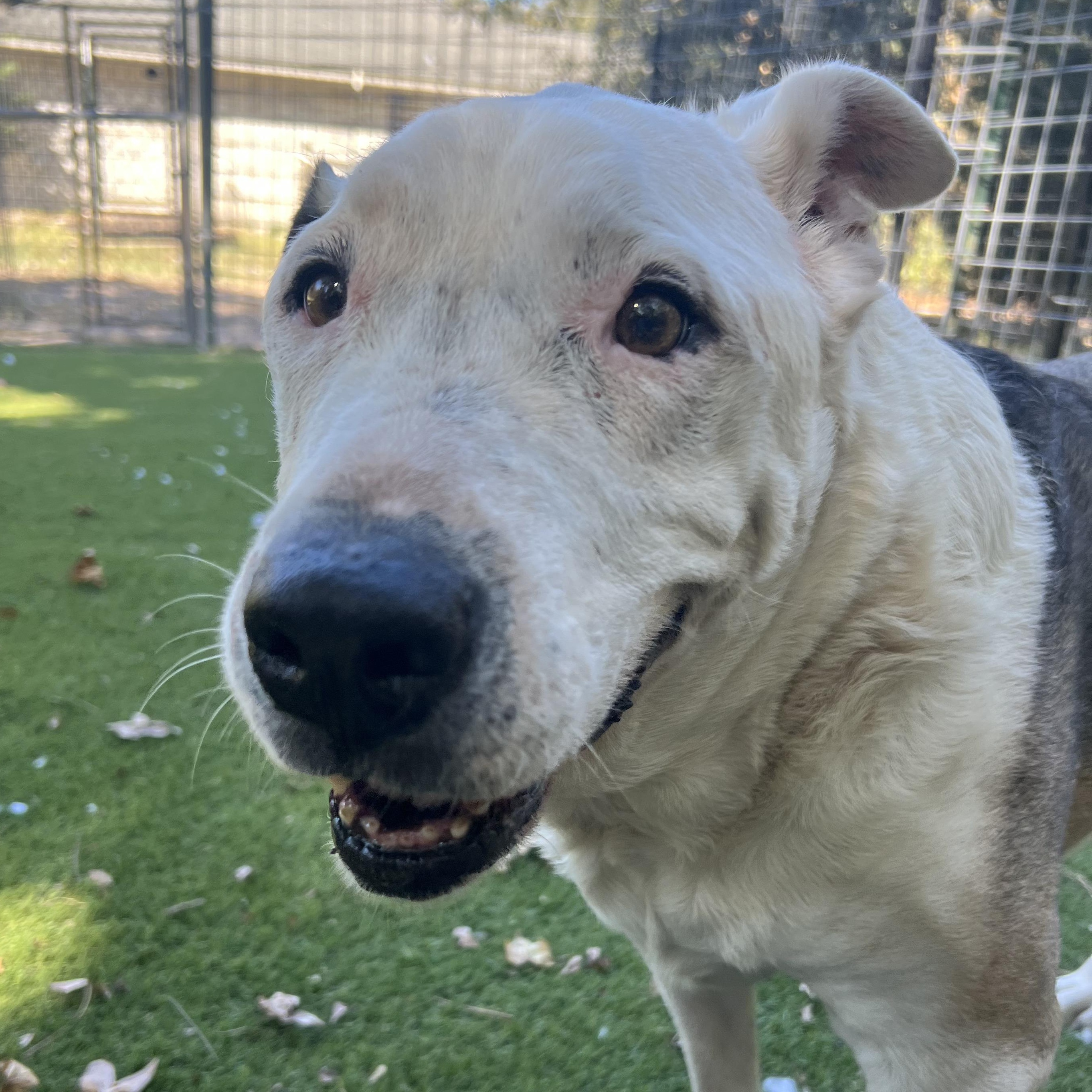 Enlarge Charlie, a Adoptable mixed breed in Magnolia, TX image 3/5