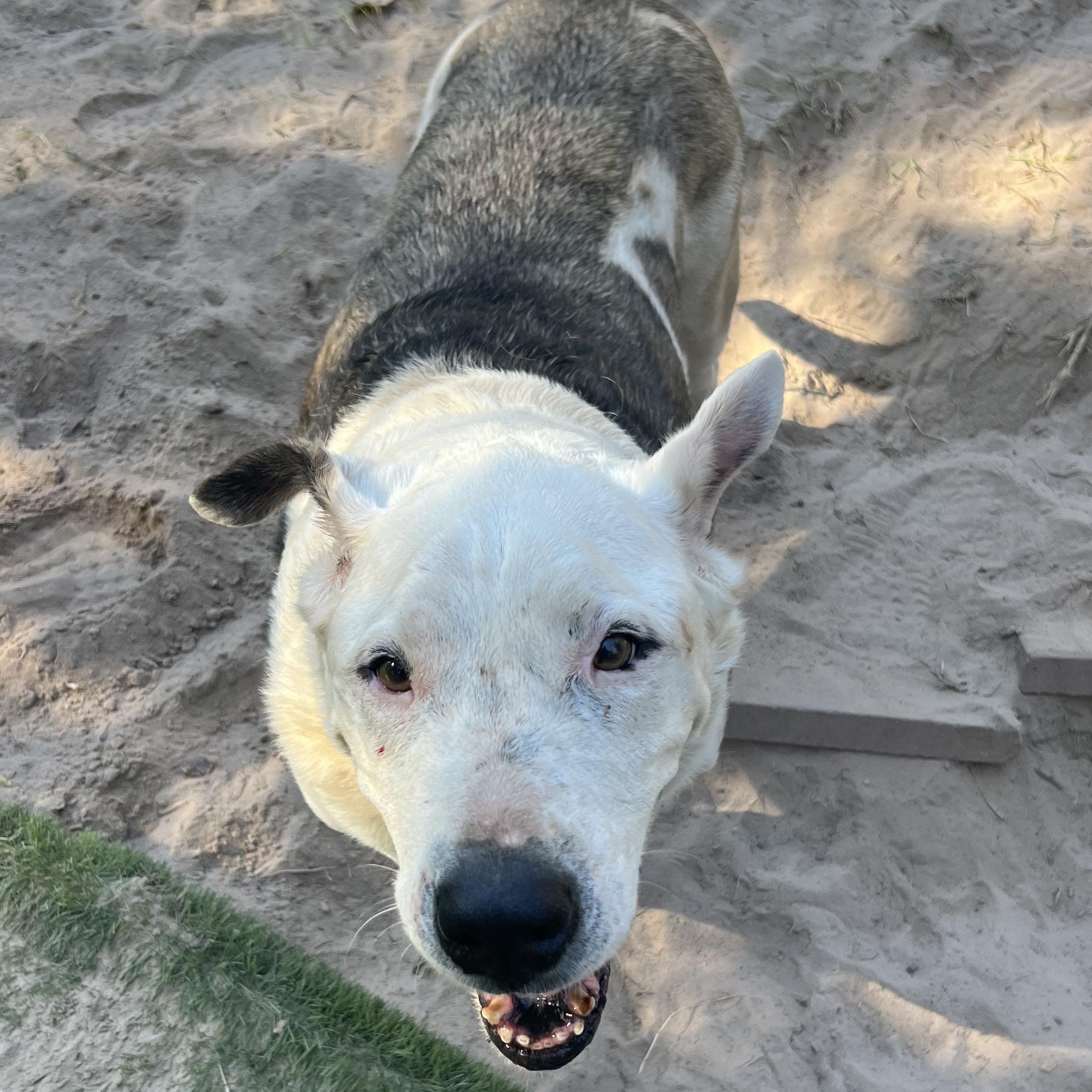 Enlarge Charlie, a Adoptable mixed breed in Magnolia, TX image 2/5