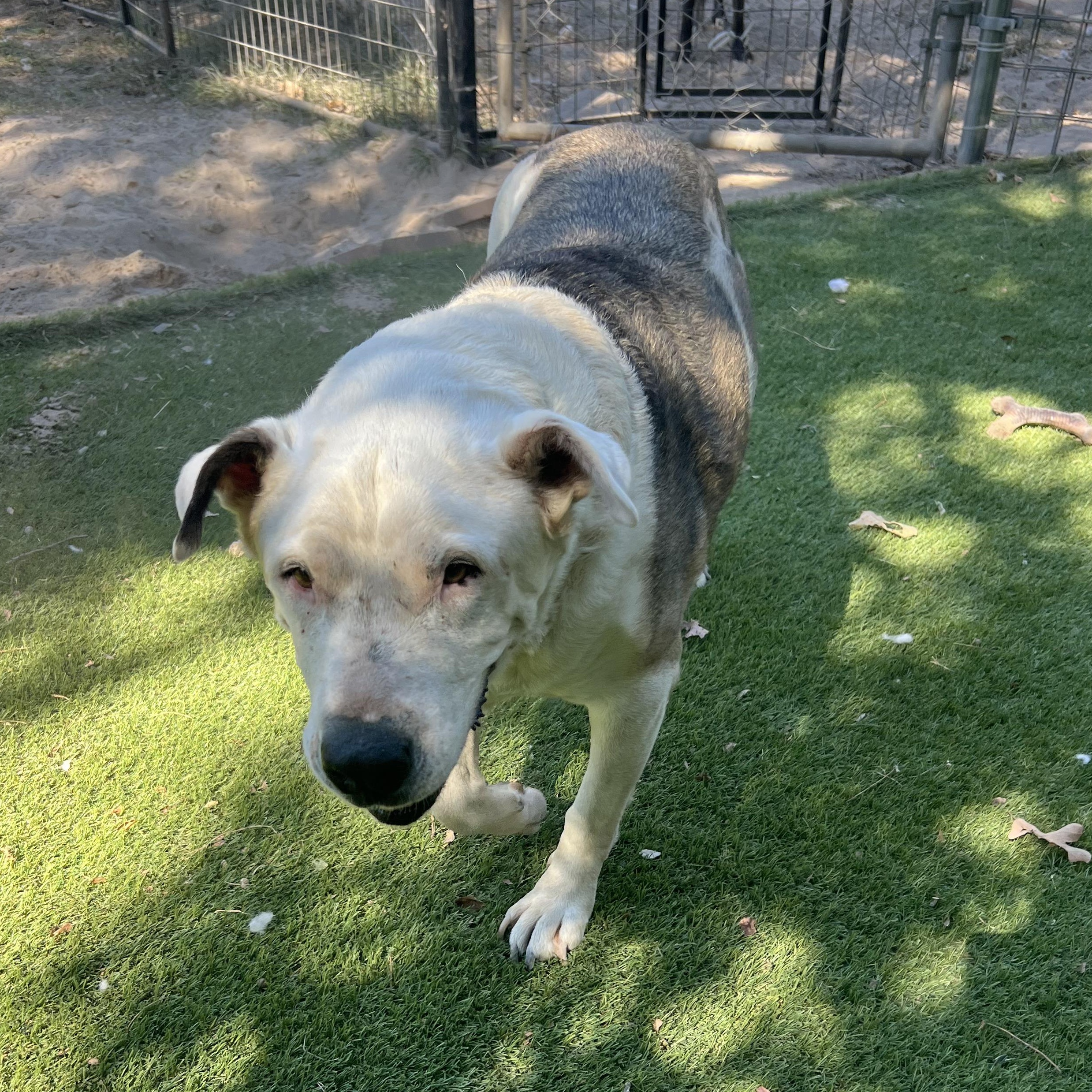 Enlarge Charlie, a Adoptable mixed breed in Magnolia, TX image 4/5