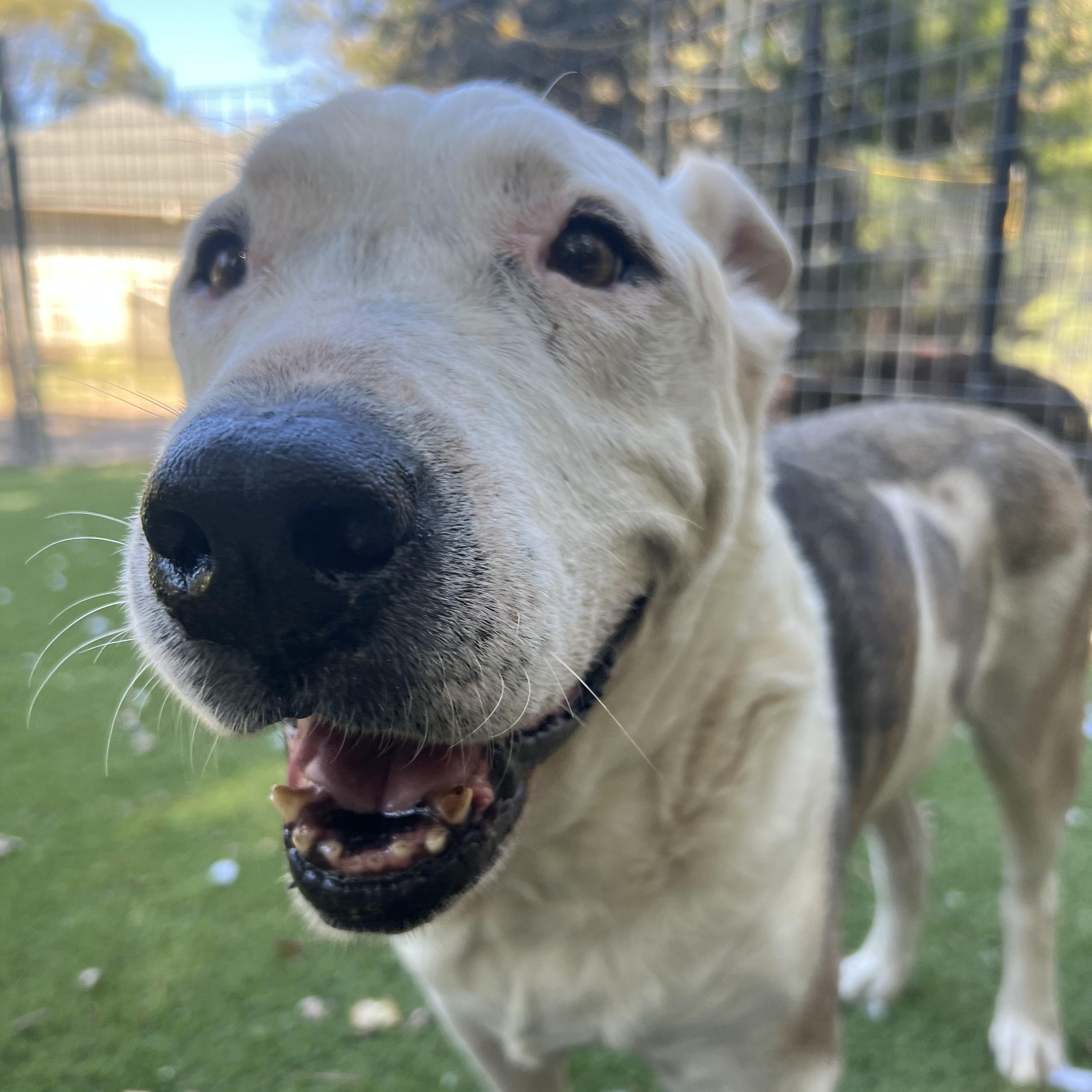 Enlarge Charlie, a Adoptable mixed breed in Magnolia, TX image 1/5