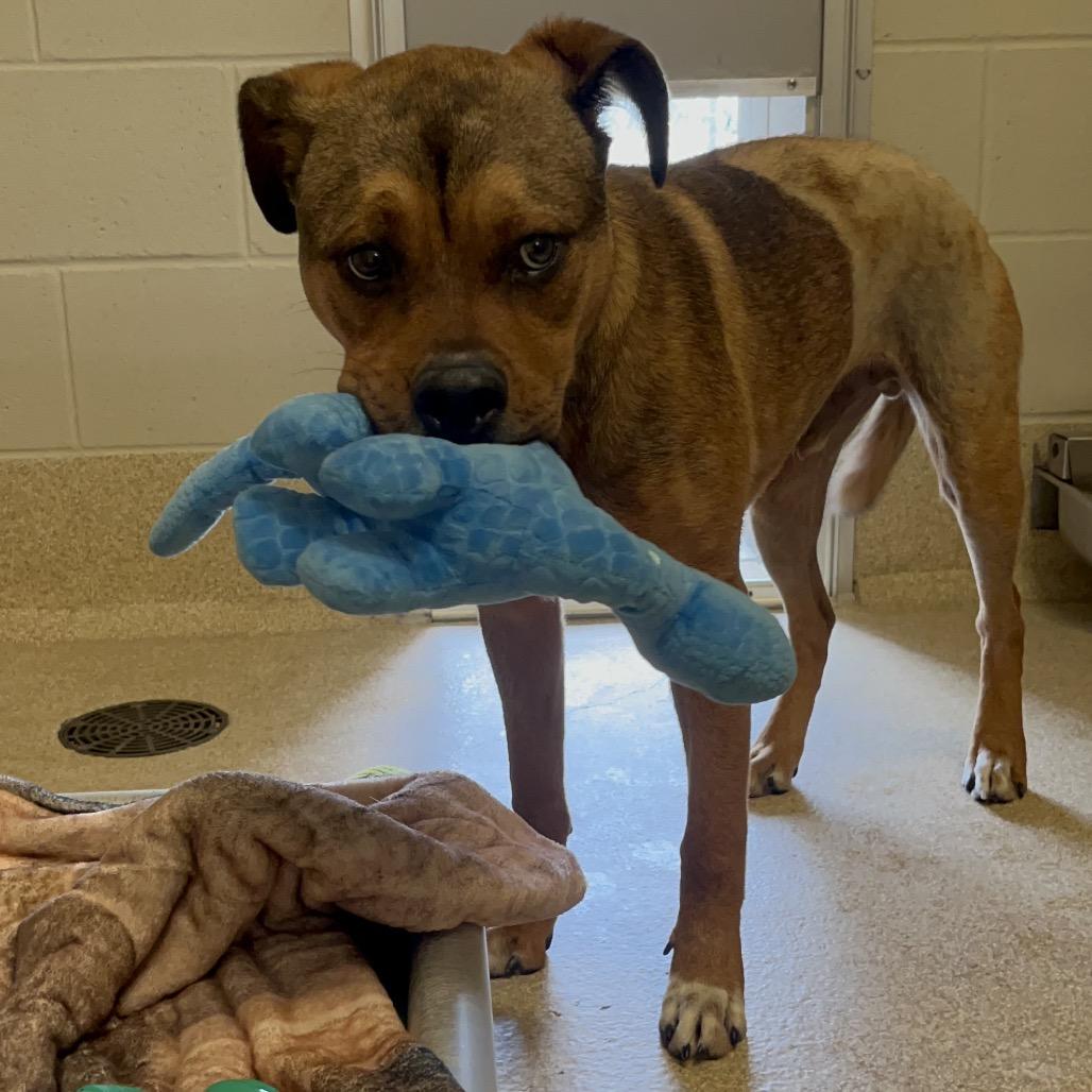 Enlarge Pooh Bear, a Adoptable Mixed Breed in Bristol, IN image 2/5